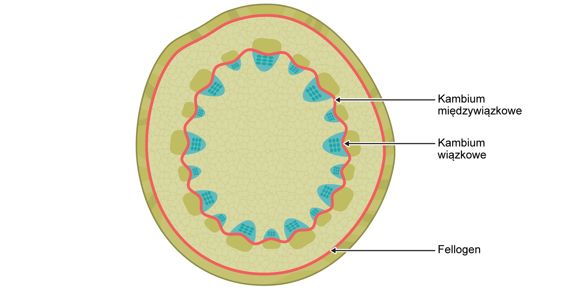 Na rysunku znajduje się przekrój poprzeczny przez łodygę rośliny dwuliściennej. Najbardziej zewnętrzną warstwę stanowi Epiderma. Kolejna warstwa oznaczona jest czerwoną linią, to Fellogen. Dalej łodygę wypełnia Kora pierwotna. W korze pierwotnej znajdują się wiązki naprzeciwległe otwarte. Są one ułożone w okręgu i połączone czerwoną, falowaną linią. To kambium wiązkowe, występujące między drewnem a łykiem. Zaraz obok znajduje się kambium międzywiązkowe.