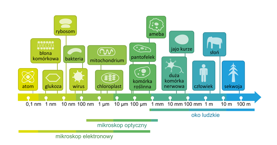 Ilustracja przedstawia porównanie zdolności rozdzielczej oka ludzkiego i mikroskopów: elektronowego i optycznego. Na dole rysunku jest podziałka, przedstawiająca wielkość organizmów, od jednego nanometra, czyli miliardowej części metra, do stu metrów. Nad nią w kolorowych czworokątach umieszczono obrazki różnych organizmów, zależnie od ich wielkości. Na przykład części komórek lub wirusy można zobaczyć tylko w mikroskopie elektronowym. Bakterie, krwinki lub pantofelka można obserwować przez mikroskop optyczny. Jajo kurze, słonia lub sekwoję zobaczymy gołym okiem.