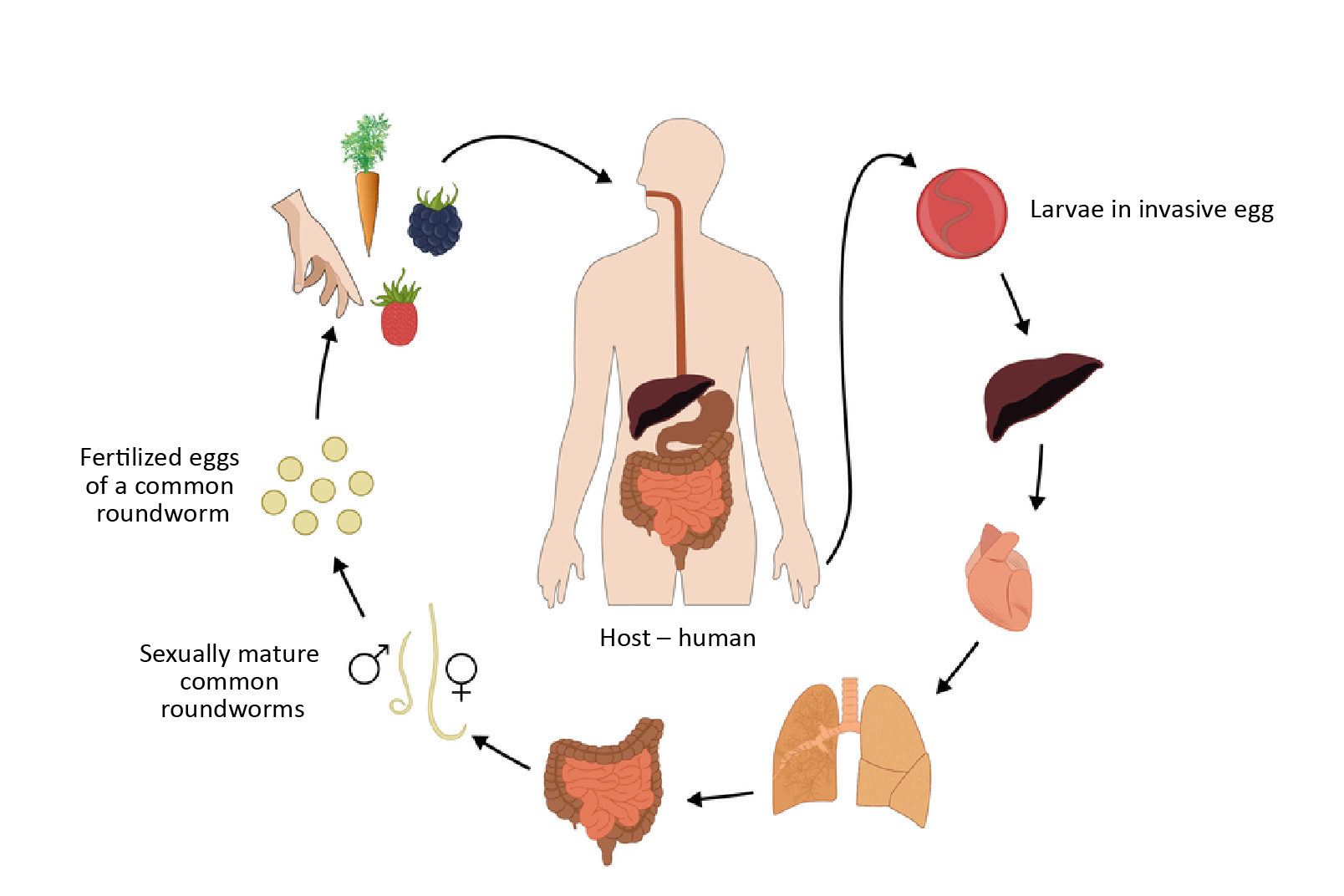 Ilustracja przedstawia schematycznie cykl rozwojowy glisty ludzkiej. W centrum sylwetka człowieka z wrysowanym układem pokarmowym. Wokół kolejne stadia rozwojowe w postaci rysunków. Czarne strzałki wskazują ich kolejność. Podpisano: larwa w jajniku inwazyjnym, dojrzałe płciowo glisty ludzkie, zapłodnienie jaja glisty