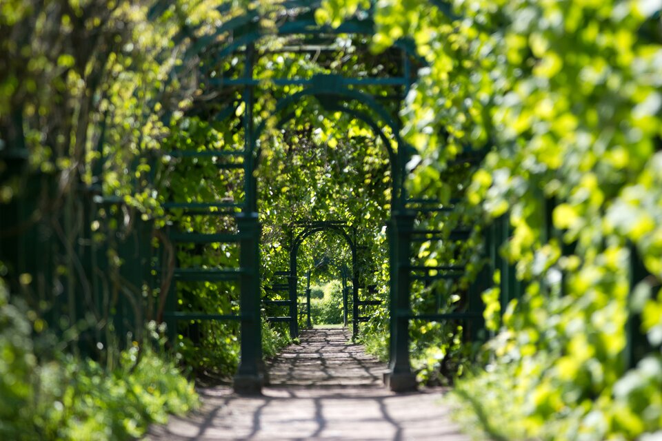 Fotografia przedstawia barokowy ogród. Na środku znajduje się prosta alejka. Po obu stronach rosną zielone krzewy, które wiją się na metalowych bramach w kształcie łuku. Są one ustawione w pewnych odległościach. Tworzą one tunel. 