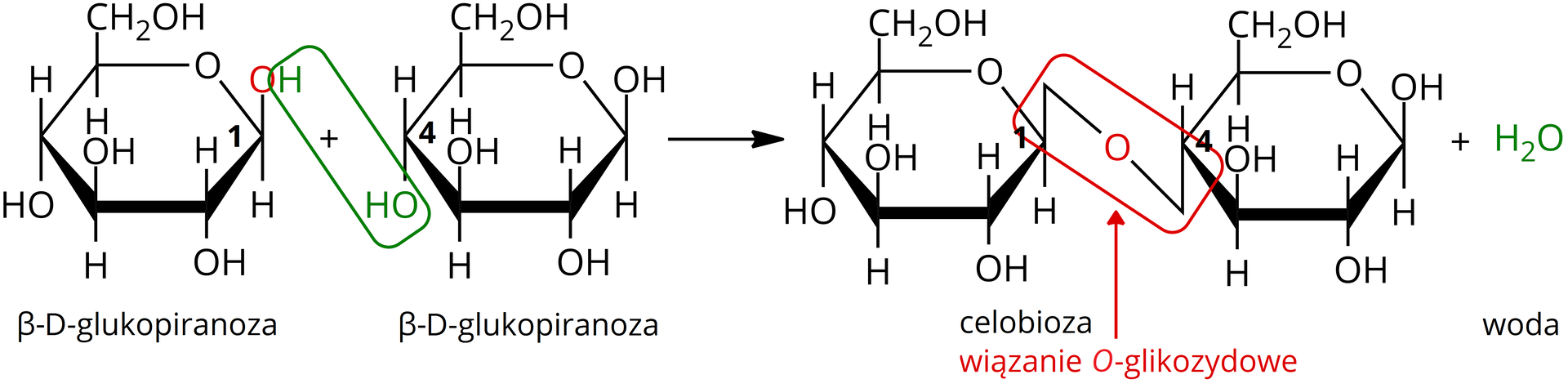 Ilustracja przedstawiająca równanie reakcji, w której powstaje wiązanie O-glikozydowe pomiędzy dwiema cząsteczkami beta‑D-glukopiranozy, prowadząc do utworzenia cząsteczek celobiozy i wody.  Struktura beta‑D-glukopiranozy zbudowana jest z sześcioczłonowego pierścienia składającego się z pięciu atomów węgla oraz z jednego atomu tlenu. Przy atomach węgla C 2 oraz C 4 znajdują się grupy hydroksylowe OH wychodzące za płaszczyznę, zaś atomy wodoru przed. Przy atomach węgla C 1 i C 3 grupy hydroksylowe wychodzi przed płaszczyznę, zaś atomy wodoru za. Węgiel C 5 podstawiony jest grupą CH2OH wychodzącą przed płaszczyznę oraz atomem wodoru znajdującym się za płaszczyzną. Obok pierwszej cząsteczki w równaniu znajduje się druga zbudowana analogicznie cząsteczka  beta‑D-glukopiranozy. Grupy hydroksylowe przy węglach C 1 skierowane są przed płaszczyznę, jak już wspomniano. Ponadto zaznaczono atom wodoru grupy hydroksylowej przy węglu C 1 w pierwszej cząsteczce beta‑D-glukopiranozy. A także atomy grupy hydroksylowej znajduje się przy węglu C 4 drugiej cząsteczki beta‑D-glukopiranozy. Wspomniane atomy z pierwszej, jak i z drugiej cząsteczki zakreślono razem. Strzałka w prawo, za strzałką znajduje się cząsteczka celobiozy powstała w wyniku utworzenia wiązania  O</math‑glikozydowego pomiędzy dwiema cząsteczkami beta‑D-glukopiranozy. Zatem produktem reakcji jest dwucukier zbudowany z dwóch cząsteczek D‑glukozy, które łączy wiązanie beta‑1,4‑O-glikozydowe. Strukturę stanowi sześcioczłonowy pierścień glukozy, w którym pierwszy lokant stanowi atom węgla C 1 związany z atomem tlenu wbudowanym w tenże pierścień. Węgiel C 5 zamyka pierścień i łączy się ze wspomnianym atomem tlenu oraz węglem C 6, niewbudowanym w pierścień. Od węgla C 1 odchodzi w górę, to jest przed płaszczyznę wiązanie łączące go z atomem tlenu, który to łączy się z węglem C 4 wiązanie to znajduje się za płaszczyzną wyznaczoną przez drugi pierścień beta‑D-glukozy. Od węgli C 2 oraz C 4 odchodzą do dołu grupy hydroksylowe OH, zaś od węgla C 3 do góry, przed płaszczyznę. Grupa hydroksylowa odchodzi również od węgla C 6, który wychodzi przed płaszczyznę. Drugi pierścień stanowi również cząsteczka beta‑D-glukozy, którą buduje sześcioczłonowy pierścień utworzony z atomów węgla C 1, C 2, C 3, C 4 oraz C 5, a także atom tlenu połączony z węglami o lokancie pierwszym i piątym. Od węga C 2 odchodzi w dół, za płaszczyznę grupa hydroksylowa OH, z kolei od węgli C 1 oraz C 3 grupy hydroksylowe odchodzi w górę, przed płaszczyznę. Od węgla C 4 odchodzi za płaszczyznę wiązanie łączące go z atomem tlenu łączącym go z węglem C 1 pierwszego pierścienia. Od węgla C5 do góry odchodzi grupa CH2OH. Dodać cząsteczka wody H2O. 