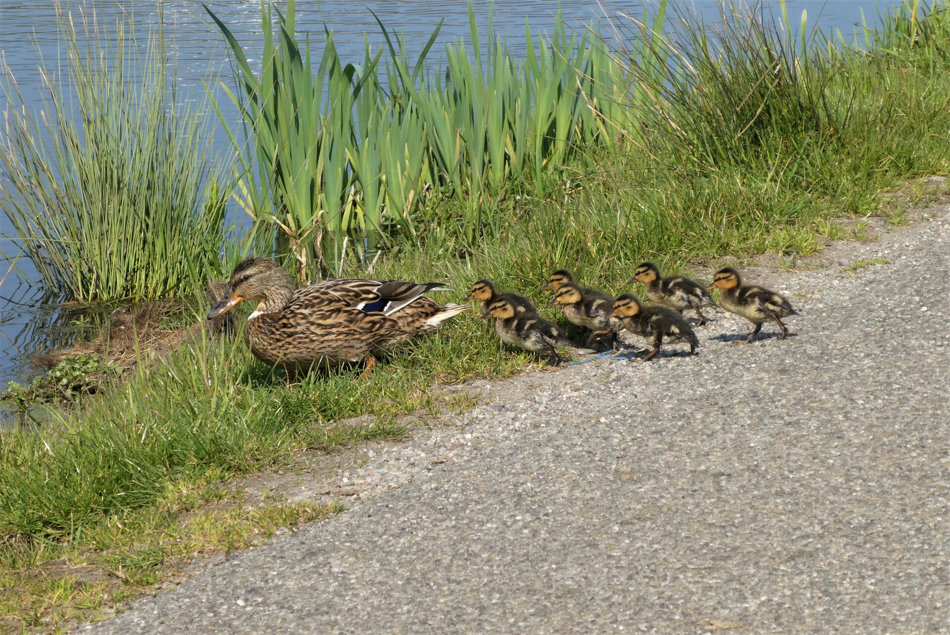 Zdjęcie przedstawia przedstawia samicę kaczki krzyżówki i jej pisklęta na brzegu zbiornika wodnego. Brzeg jest porośnięty trawą, dalej widać drogę. Samica ma brązowe upierzenie i pomarańczowy dziób. Kaczątka mają żółte boki głowy, reszta upierzenia jest brązowa.