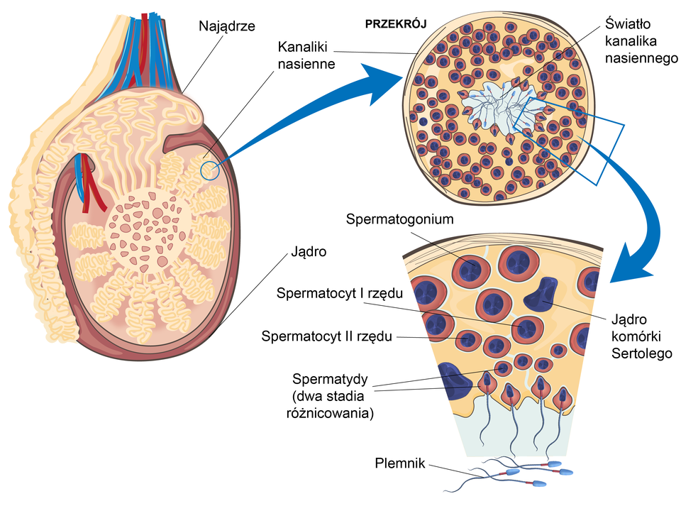 Ilustracja przedstawia spermatogenezę przebiegającą w nasieniotwórczych kanalikach jąder. W przekroju przez owalne jądro wyszczególniono górną część - najądrze oraz wypełniające jądro kanaliki nasienne. W przekroju kanalika nasiennego jego środek opisano jako światło kanalika nasiennego - są w nim plemniki. Otaczają go liczne komórki. Od zewnętrznej strony kanalika do wewnątrz znajdują się kolejno: spermatogonium (stosunkowo duże komórki), następnie są nieco mniejsze spermatocyty pierwszego rzędu i spermatocyty drugiego rzędu, najmniejsze komórki to spermatydy w dwóch stadiach różnicowania. Wewnątrz kanalika znajdują się plemniki. Pomiędzy spermatogonium, spermatocytami i spermatydami, czyli komórkami plemnikotwórczymi, znajdują się jądra komórek Sertolego.       