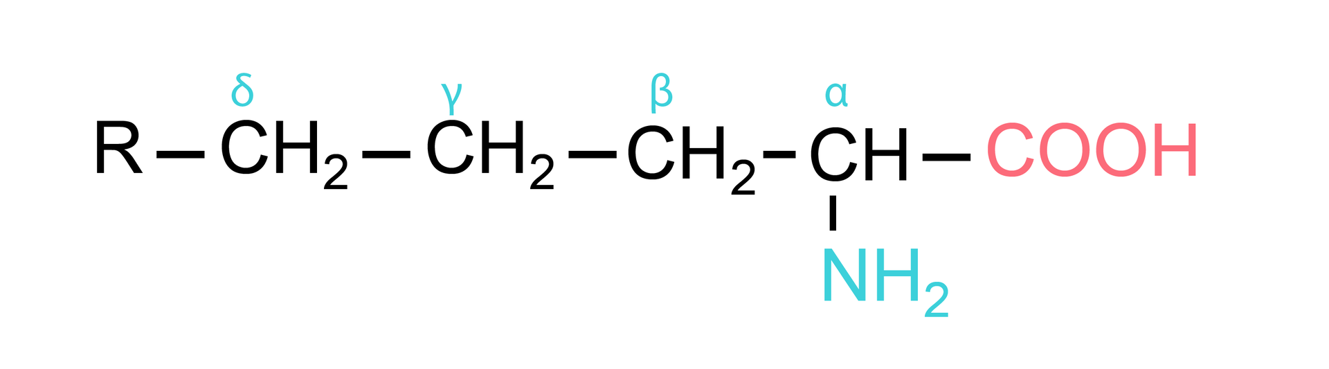 Na ilustracji znajduje się wzór półstrukturalny aminokwasu. Do atomu węgla oznaczonego literą    α  przyłączone są: grupa aminowa    −               N       H                 2          , grupa karboksylowa -COOH oraz łańcuch alkilowy składający się z czterech atomów węgla kolejno opisanych:    β ,    γ ,    δ . Na końcu znajduje się przyłączona wiązaniem pojedynczym grupa R.