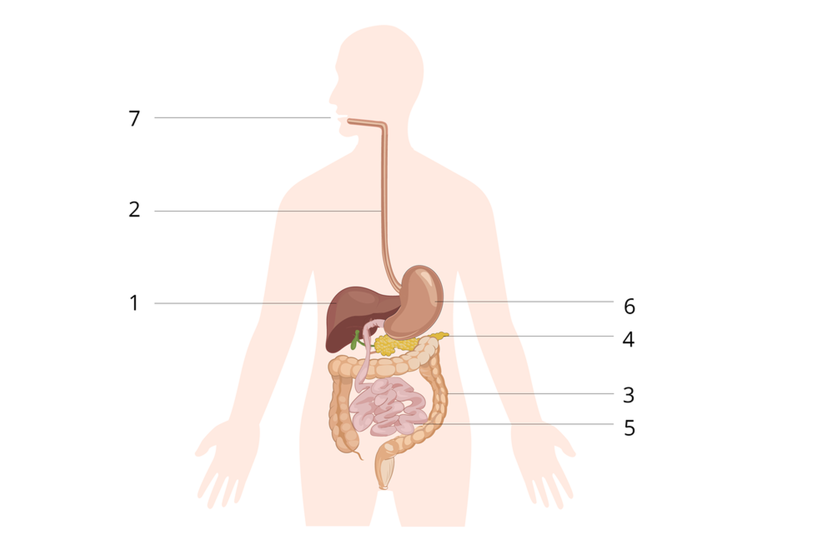 Na rysunku widać schemat układu pokarmowego człowieka. Cyfrą 1 oznaczono duży ciemny narząd, znajdujący się po prawej stronie brzucha. Cyfrą 2 oznaczono narząd w kształcie długiej rury, znajdujący się pośrodku klatki piersiowej, który łączy jamę ustną z żołądkiem. Cyfrą 3 oznaczono jeden z końcowych odcinków układu pokarmowego. Jedną z jego funkcji jest wchłanianie wody. Cyfrą 4 oznaczono podłużny narząd, znajdujący się po lewej stronie ciała. Produkuje on enzymy trawienne, które umożliwiają trawienie w jelicie cienkim. Cyfrą 5 oznaczono najdłuższy odcinek układu pokarmowego, którego najważniejszą funkcją jest trawienie i wchłanianie pokarmu. Cyfrą 6 oznaczono narząd, który znajduje się po lewej stronie ciała. Jego funkcją jest trawienie. Cyfrą 7 oznaczono początkowy odcinek układu pokarmowego. 