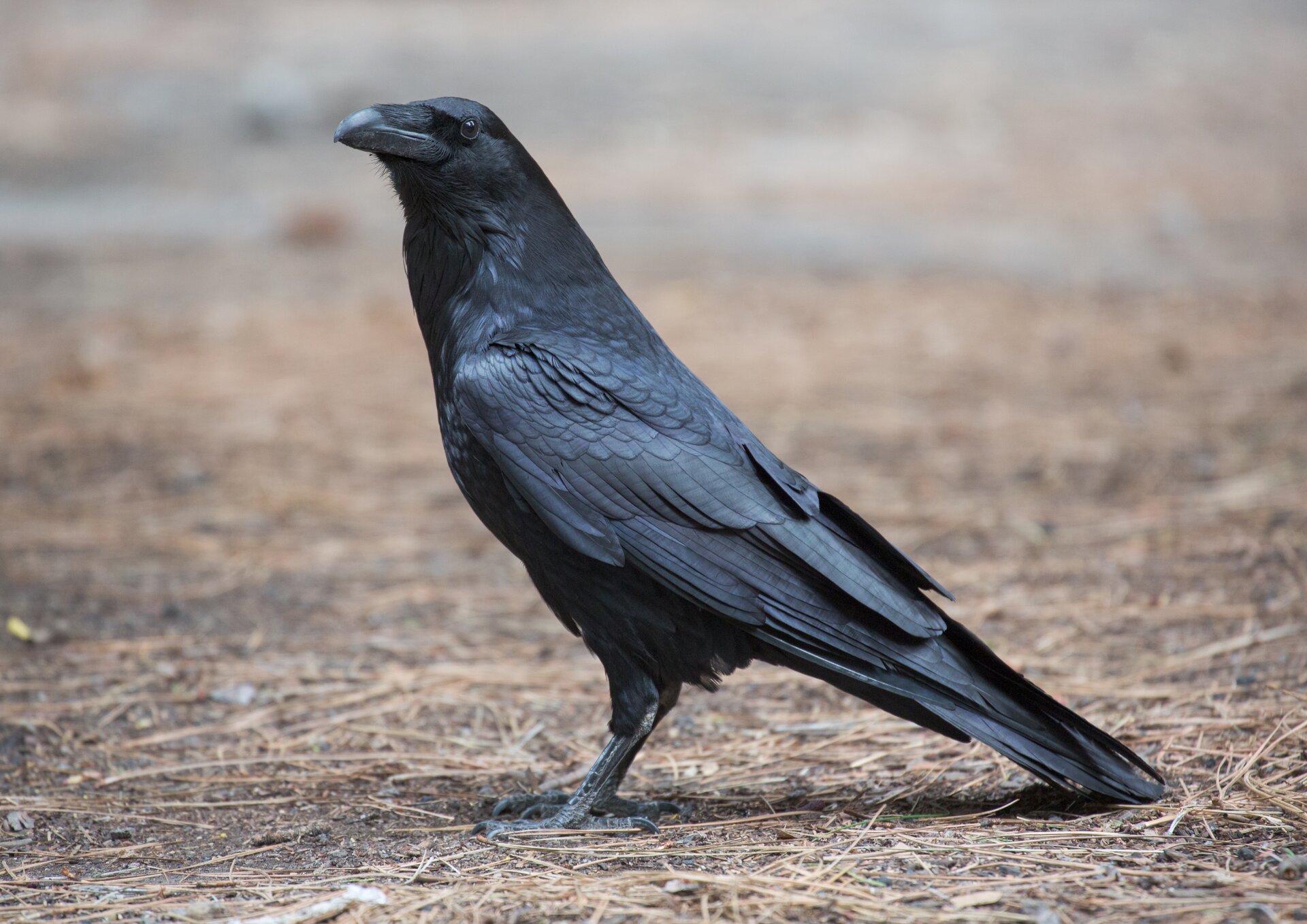 Fotografia przedstawia czarnego ptaka pokazanego z profilu. Stoi na ziemi. Ma wydatny dziób i małe oczy.