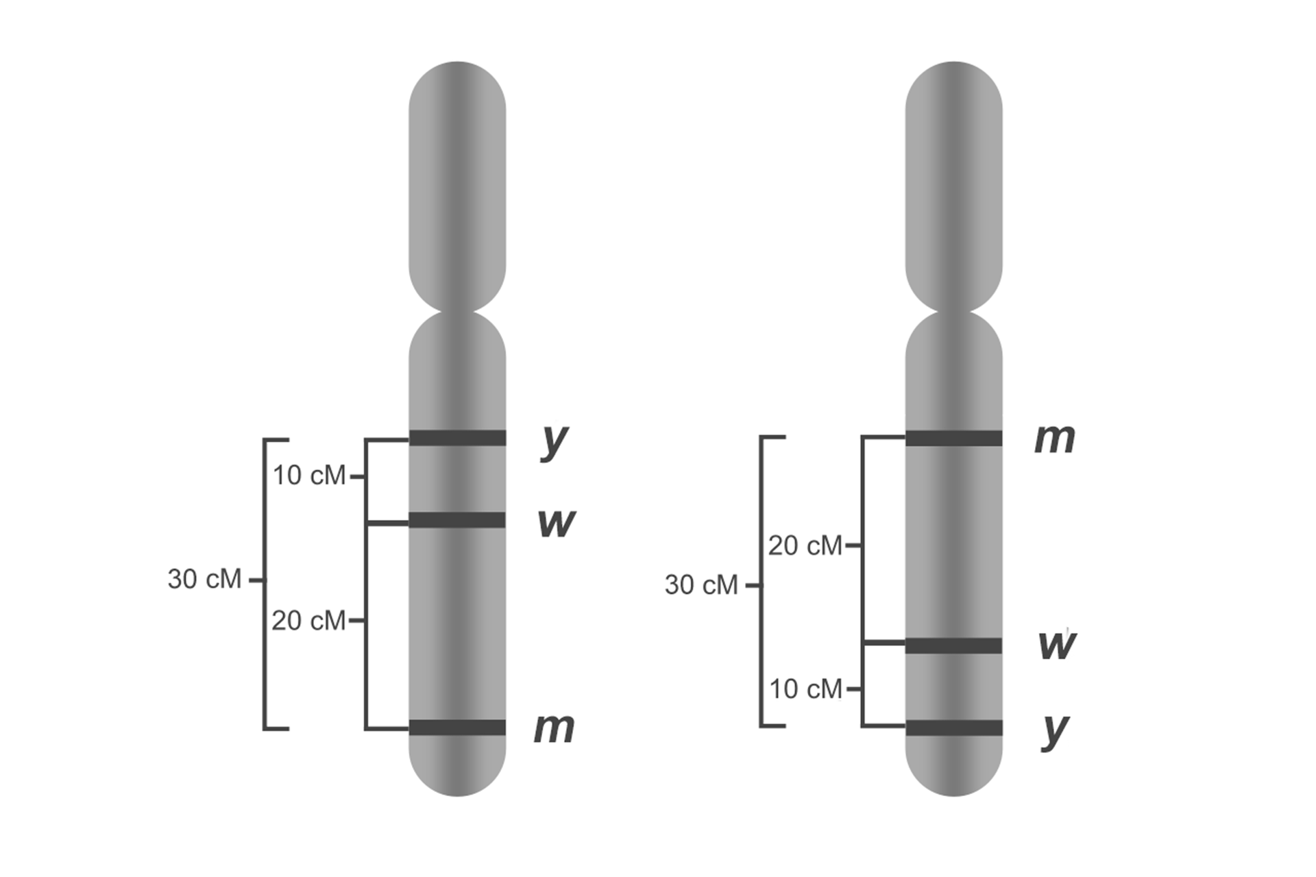 Grafika przedstawia dwa chromosomy z rozmieszczonymi na nich genami y, w i m. W chromosomie po lewej stronie, kolejno od góry znajduje się gen y, pod nim gen w (w odległości 10 centymorganów). Poniżej znajduje się gen m, w odległości 20 centymorganów od genu w. Gen y i m oddalone są od siebie o 28 centymorganów. W chromosomie po prawej stronie geny znajdują się w odwrotnej kolejności. Kolejno od góry znajduje się gen m, pod nim gen w (w odległości 20 centymorganów). Poniżej znajduje się gen y, w odległości 10 centymorganów od genu w. Gen y i m również oddalone są od siebie o 28 centymorganów.