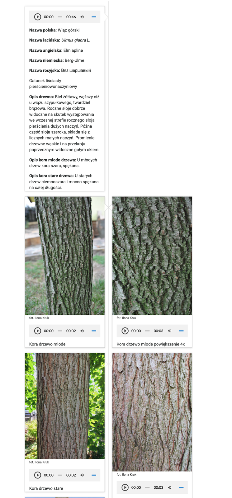 Grafika przedstawia przykładowy widok infografiki. Znajdują się na niej zdjęcia danego drewna oraz informacje uzupełniające o gatunku. 