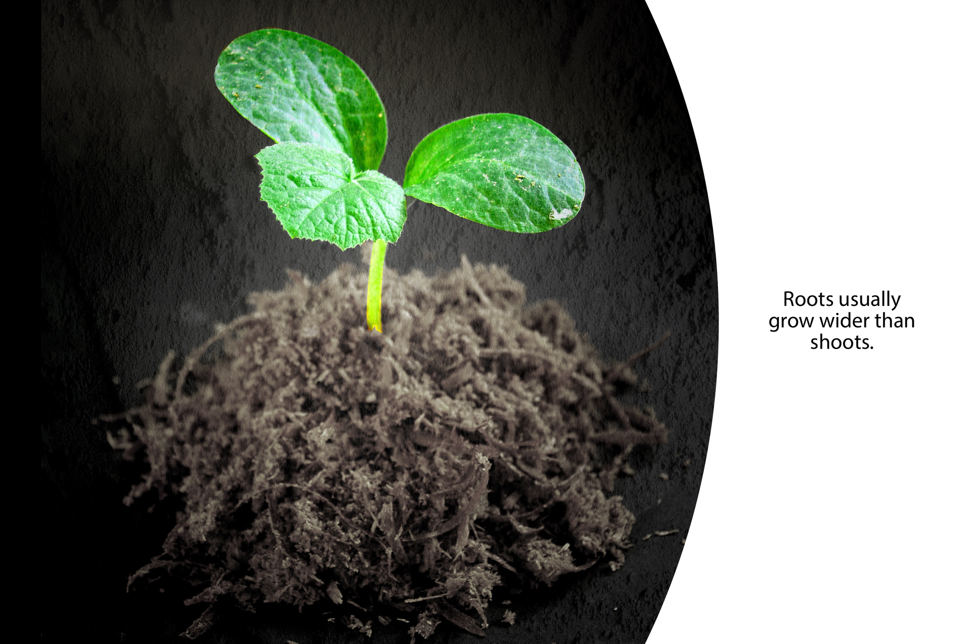 Fotografia przedstawiająca małą, trzylistną roślinę wyciągniętą z gleby. Roślina ma rozrośnięte korzenie. Po prawej stronie fotografii jest podpis:
Roots usually grow wider than shoots.