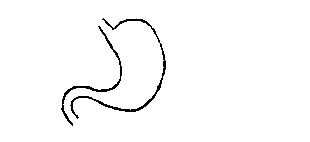 Zarysowany czarną kreską schemat żołądka.