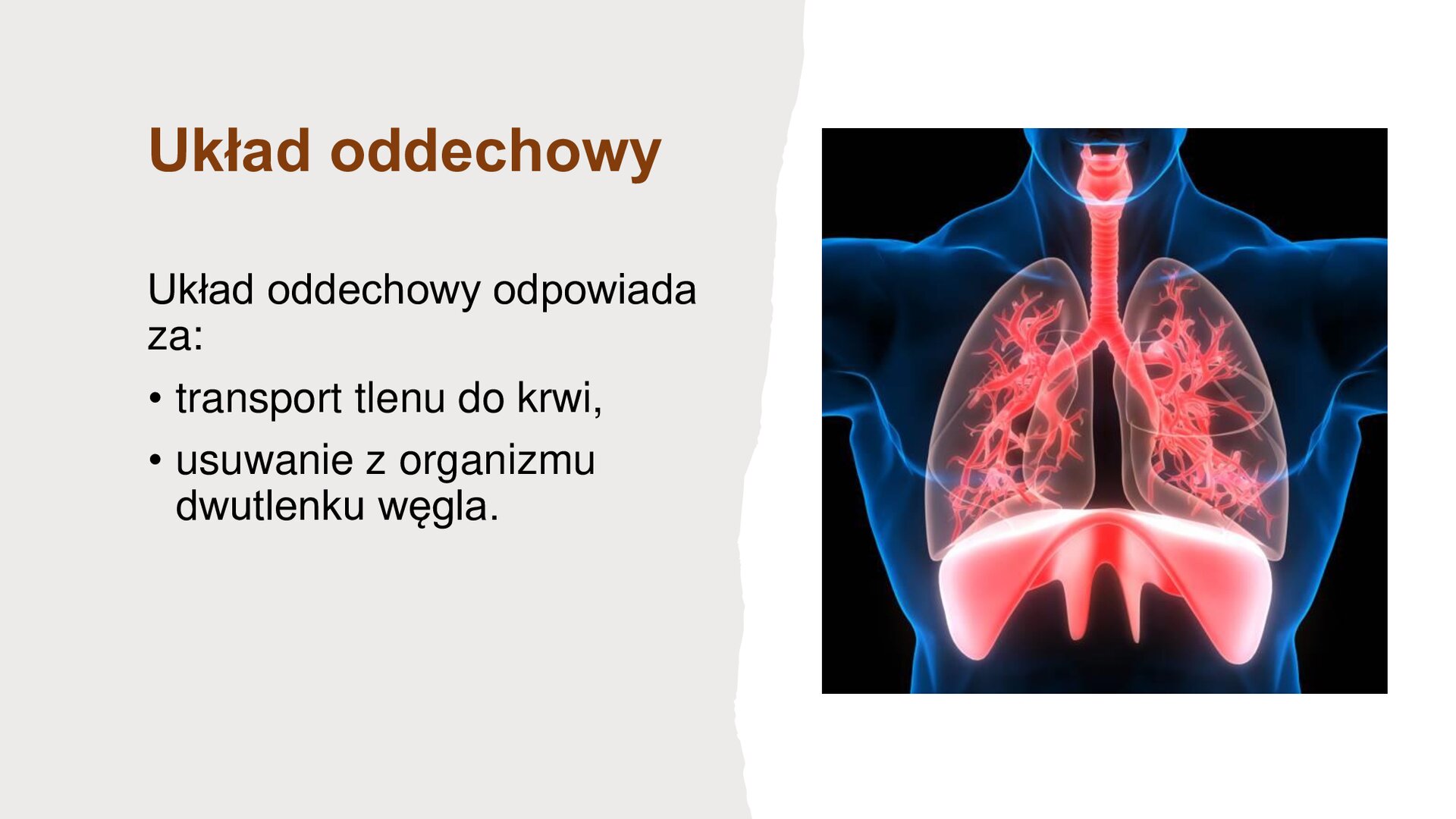 Slajd składa się z ilustracji i tekstu. Z prawej strony, na białym tle, obraz, który przedstawia klatkę piersiową człowieka, na której został zaznaczony układ oddechowy. Z lewej strony, na kremowym tle, napisy: „Układ oddechowy. Układ oddechowy odpowiada za transport tlenu do krwi, usuwanie z organizmu dwutlenku węgla”.