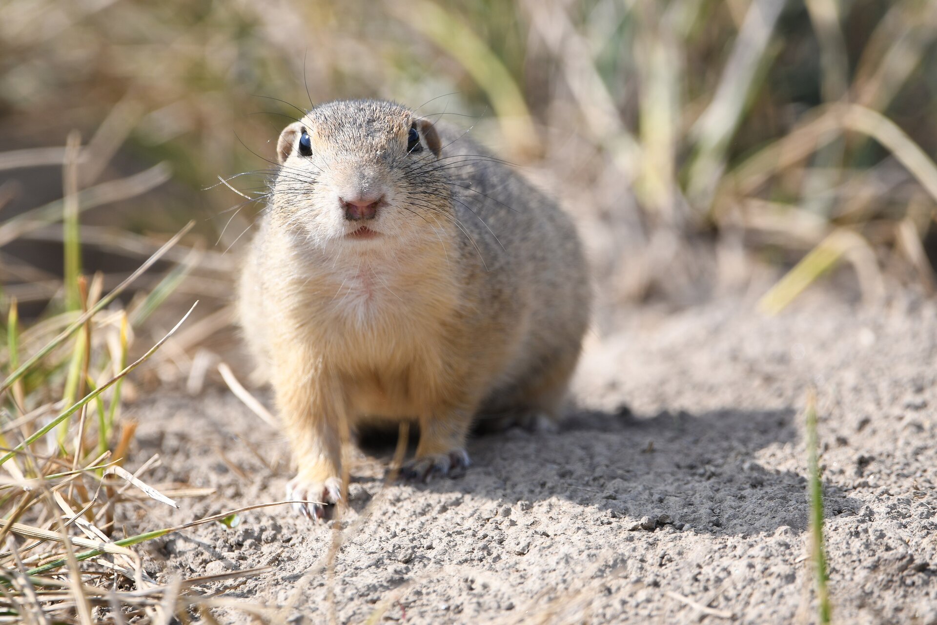 Na zdjęciu widoczny jest suseł moręgowany. To nieduży gryzoń. Na zdjęciu skierowany jest w stronę obiektywu. Jego uszy są drobne i skulone. Sierść ma kolor płowy, podobny do koloru gleby, na której stoi zwierzę.