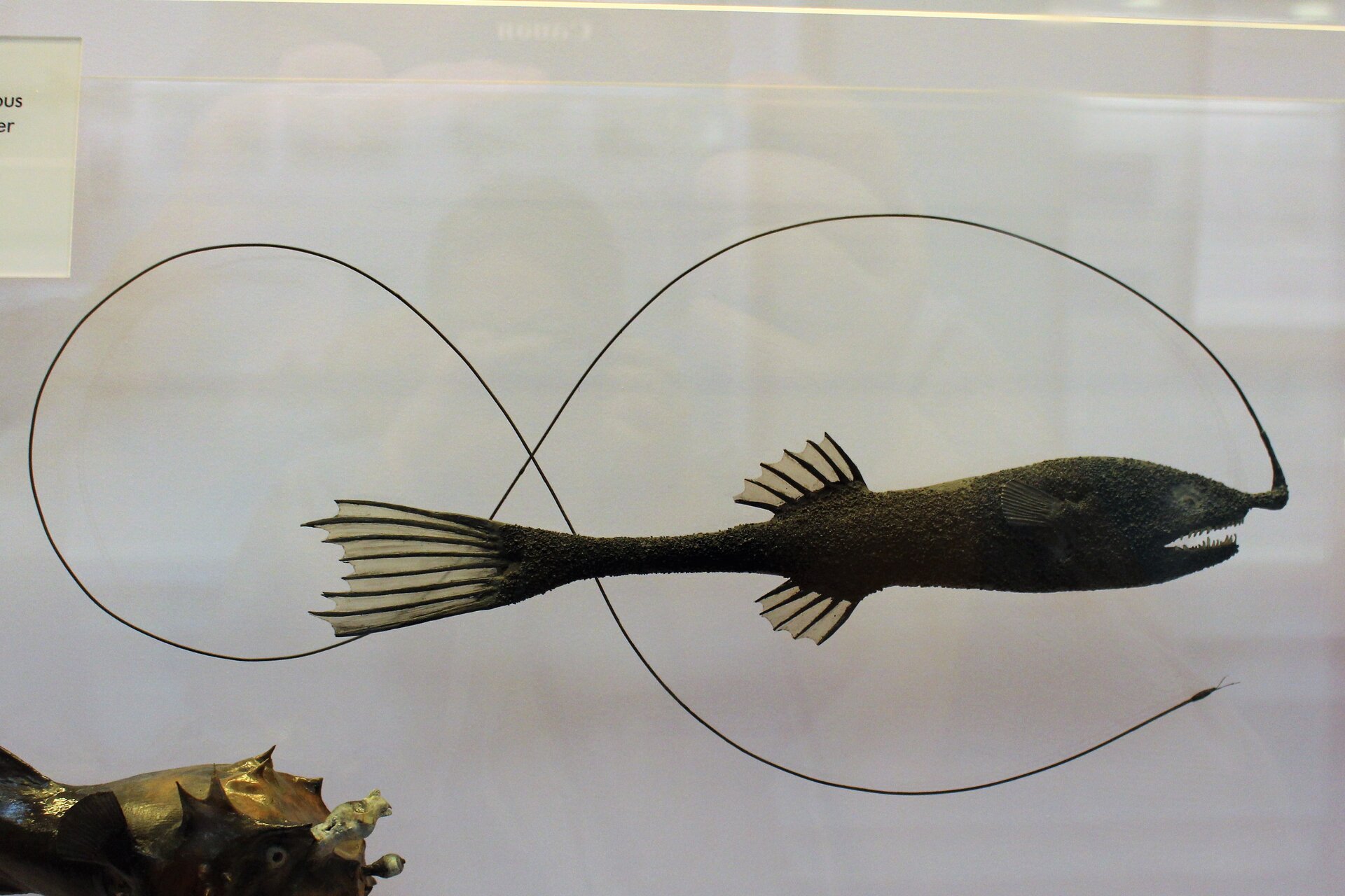 Fotografia przedstawia model ryby głębinowej Gigantactis macronema. Ma ona wydłużony kształt ciała, czarny kolor oraz szeroką płetwę grzbietową, brzuszną i ogonową z wyraźną zieloną błoną. Zauważalne są krótkie, szpiczaste zęby oraz niezwykle długi narząd świetlny, przypominający kształtem cienki drut. Ciągnie się on od wydłużonej górnej szczęki ryby wzdłuż całego jej ciała.