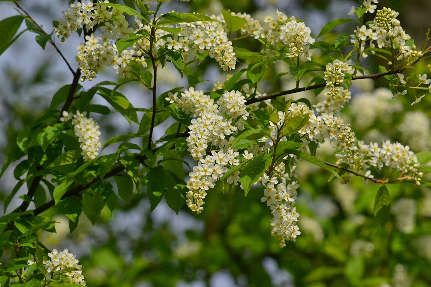 Na planszy znajduje się Czeremcha zwyczajna. Widoczna jest cienka, brązowa gałązka z lancetowymi, pociągłymi, zielonymi liśćmi i dużymi, pociągłymi skupiskami biało‑żółtych, drobnych kwiatów.