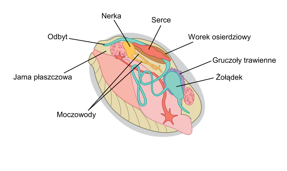 Schemat przedstawia budowę wewnętrzną małża. W jamie płaszczowej znajdują się narządy wewnętrzne: żołądek otoczony przez gruczoły trawienne, serce otoczone workiem osierdziowym, nerka, od której odchodzą moczowody, oraz odbyt.