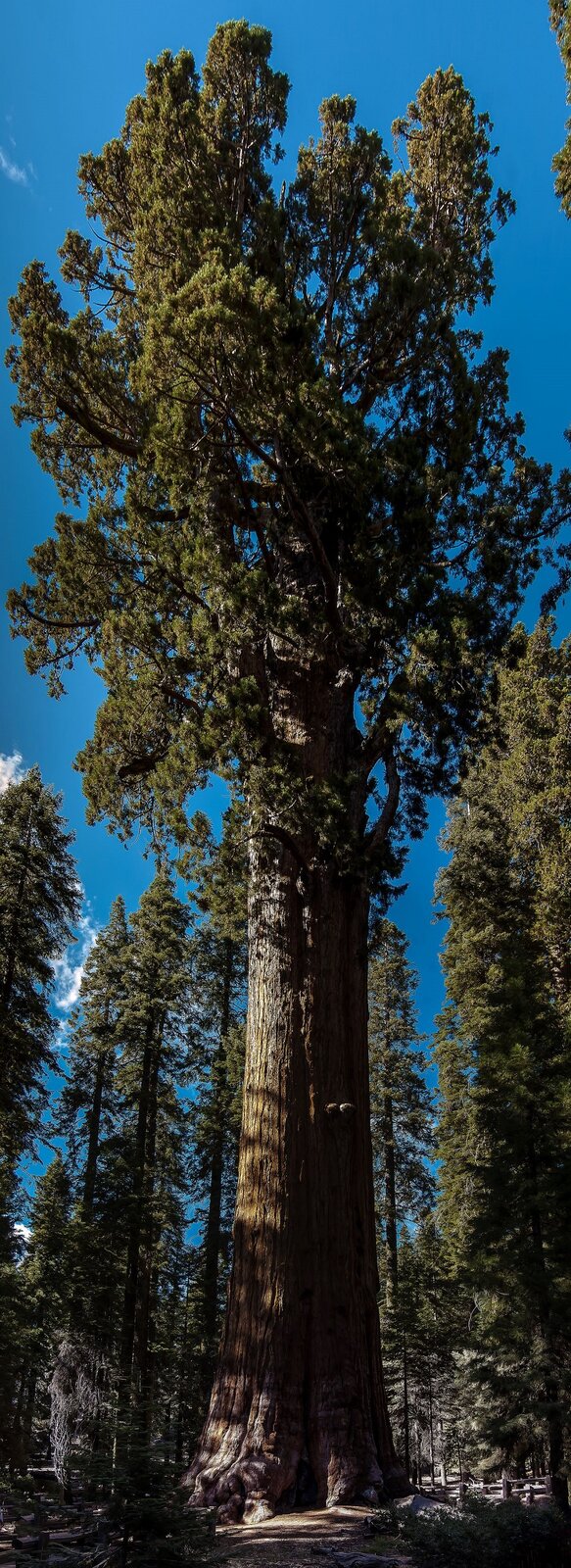 Na ilustracji przestawione zostało drzewo General Sherman.