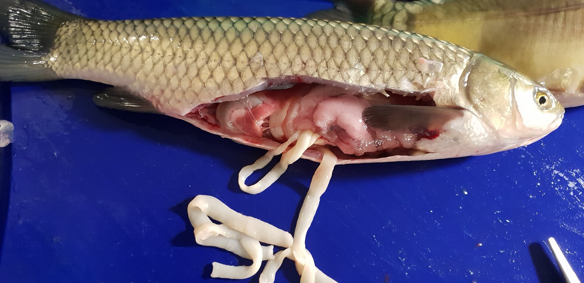 Zdjęcie przedstawia wypreparowanego tasiemca. Widoczna jest ryba z rozciętym brzuchem. Widać jelito.  Z jelita wystaje biały płaski tasiemiec.