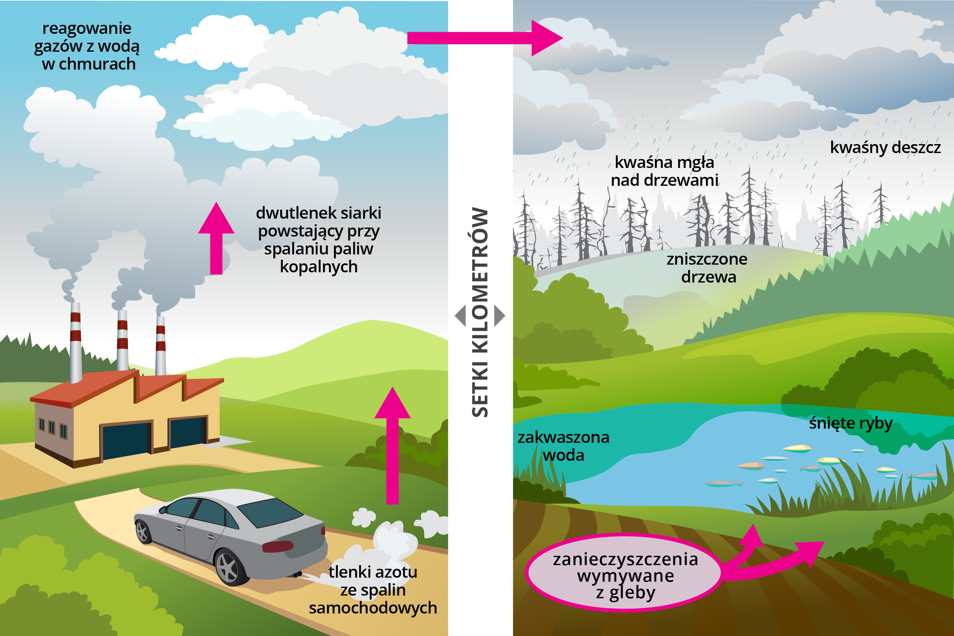 Dwie ilustracje przedstawiają przyczyny powstawania kwaśnych deszczy oraz skutki ich powstawania. Ilustracja po lewej stronie prezentuje samochód jadący drogą, z którego wydobywają się spaliny z tlenkami azotu. Naprzeciwko drogi znajduje się fabryka, z której wydobywaja się dym zawierający dwutlenek siarki. Ilustracja po prawej stronie ukazuje skutki zanieczyszczenia atmosfery w miejscach oddalonych setki kilometrów od źródeł zanieczyszczenia. Na ilustracji widoczne zniszczone drzewa opadami kwaśnych deszczy, zakwaszona woda w jeziorze i pływające przy powierzchni śnięte ryby oraz zanieczyszczenia wymywane z gleby do wód jeziora.