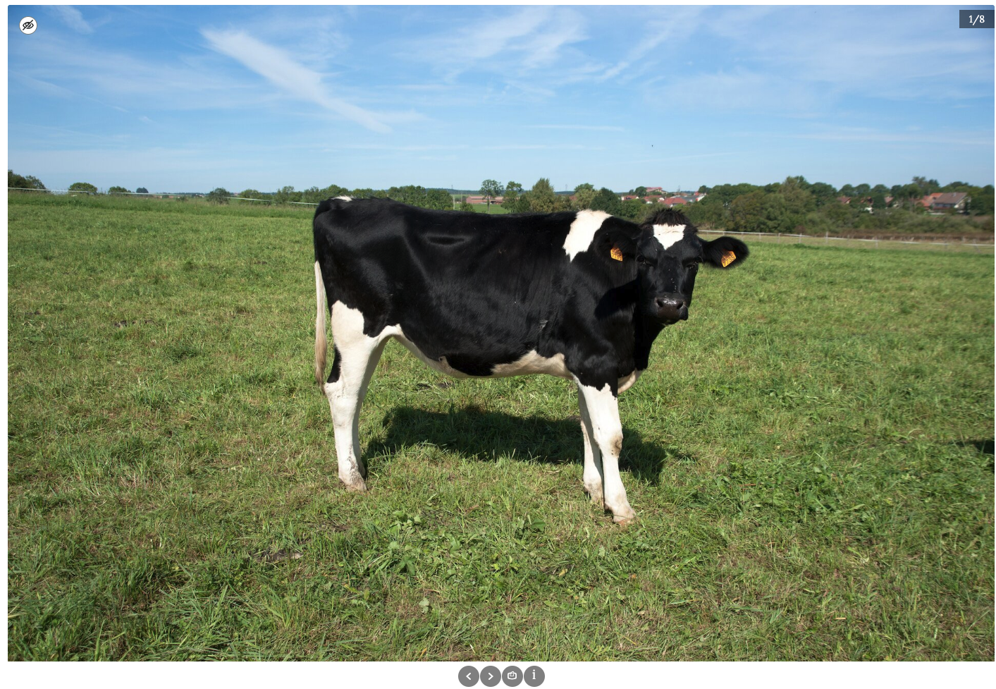 Ilustracja przedstawia przykładowy widok trybu prezentacji w galerii interaktywnej. Widoczne jest duże zdjęcie czarno‑białej krowy stojącej na pastwisku. W lewym górnym rogu znajduje się ikona przekreślonego oka, a w prawym górnym rogu szary pasek z napisem: 1/8. Pod zdjęciem znajduje się panel z czterema ikonami. Pierwsza to znak większości, druga – znak mniejszości, trzecia – grafika drukarki, a czwarta – litera „i”.