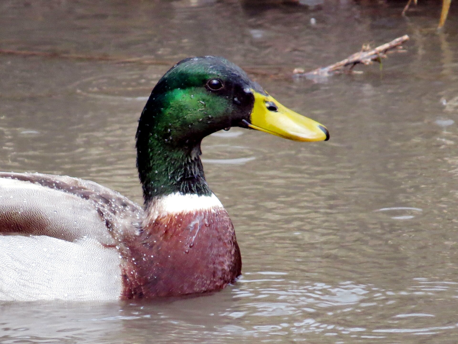 Zdjęcie przedstawia przednią połowę samca kaczki krzyżówki Zajmuje prawie dużą część powierzchni zdjęcia. Dziób żółty z czarnym końcem. Zielono opalizująca głowa, odgraniczona od reszty ciała białą obrożą. Pierś cała brązowa, grzbiet i złożone na nim skrzydła brązowo‑białe. Pióra pokryte drobnymi kropelkami wody. Kaczka płynie po szarej wodzie wzburzonej kroplami deszczu.