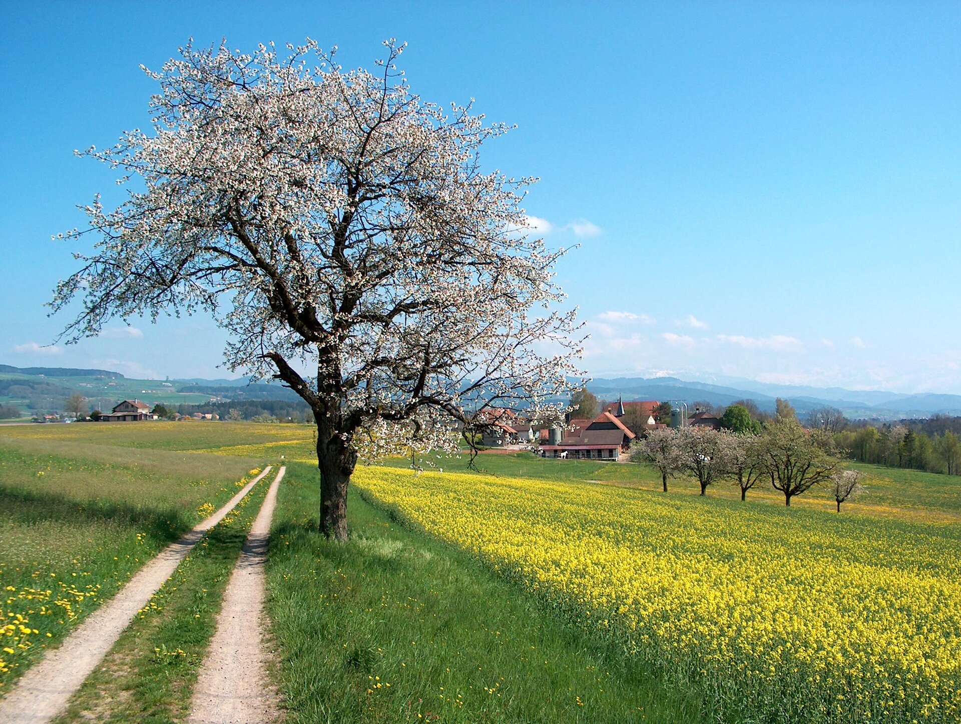 Krajobraz wiosenny Źródło: Benjamin Gimmel, Krajobraz wiosenny, 2004, licencja: CC BY-SA 3.0.