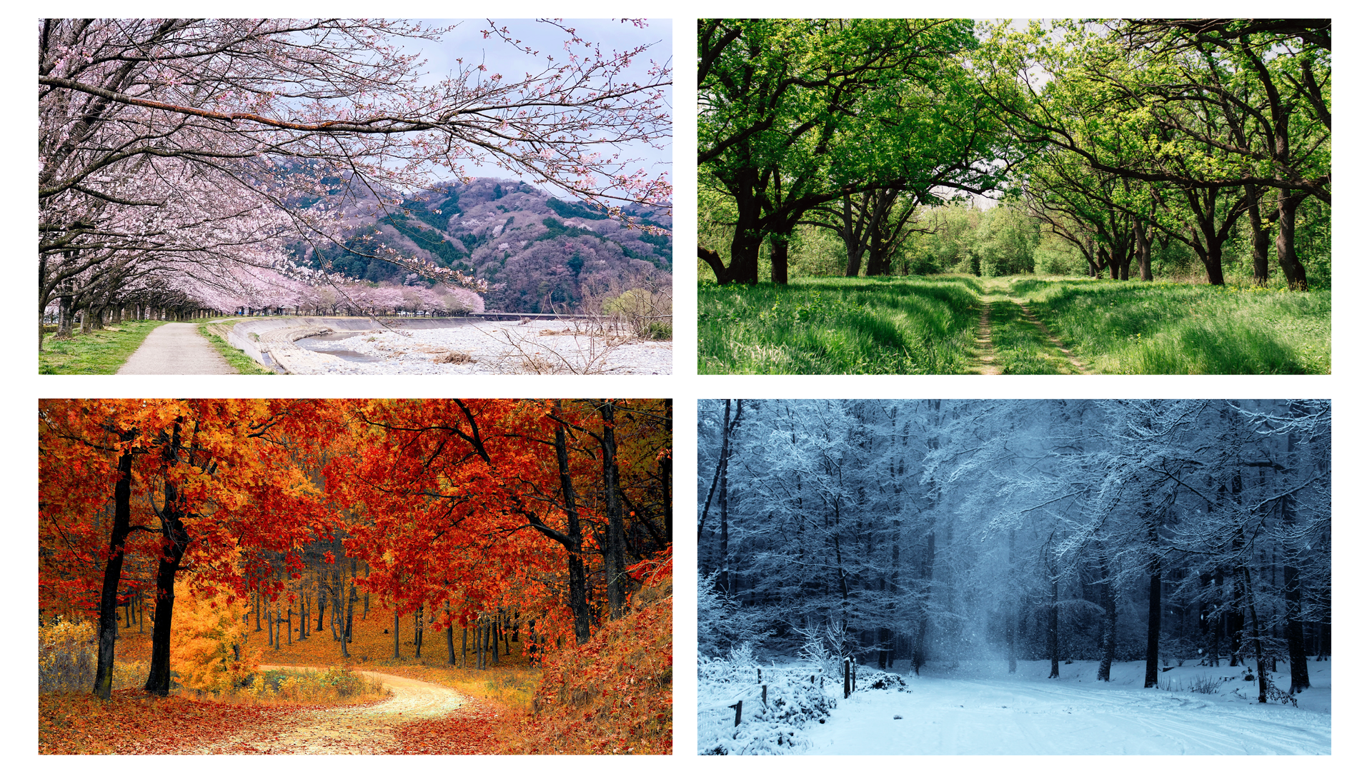 Ilustracja składa się z czterech zdjęć przedstawiających drzewa w czasie czterech pór roku. Widoczne są kwitnące drzewa, jak również w pełni lata. Kolejne zdjęcie przedstawia jesienne drzewa, a następne śnieg leżący w lesie.