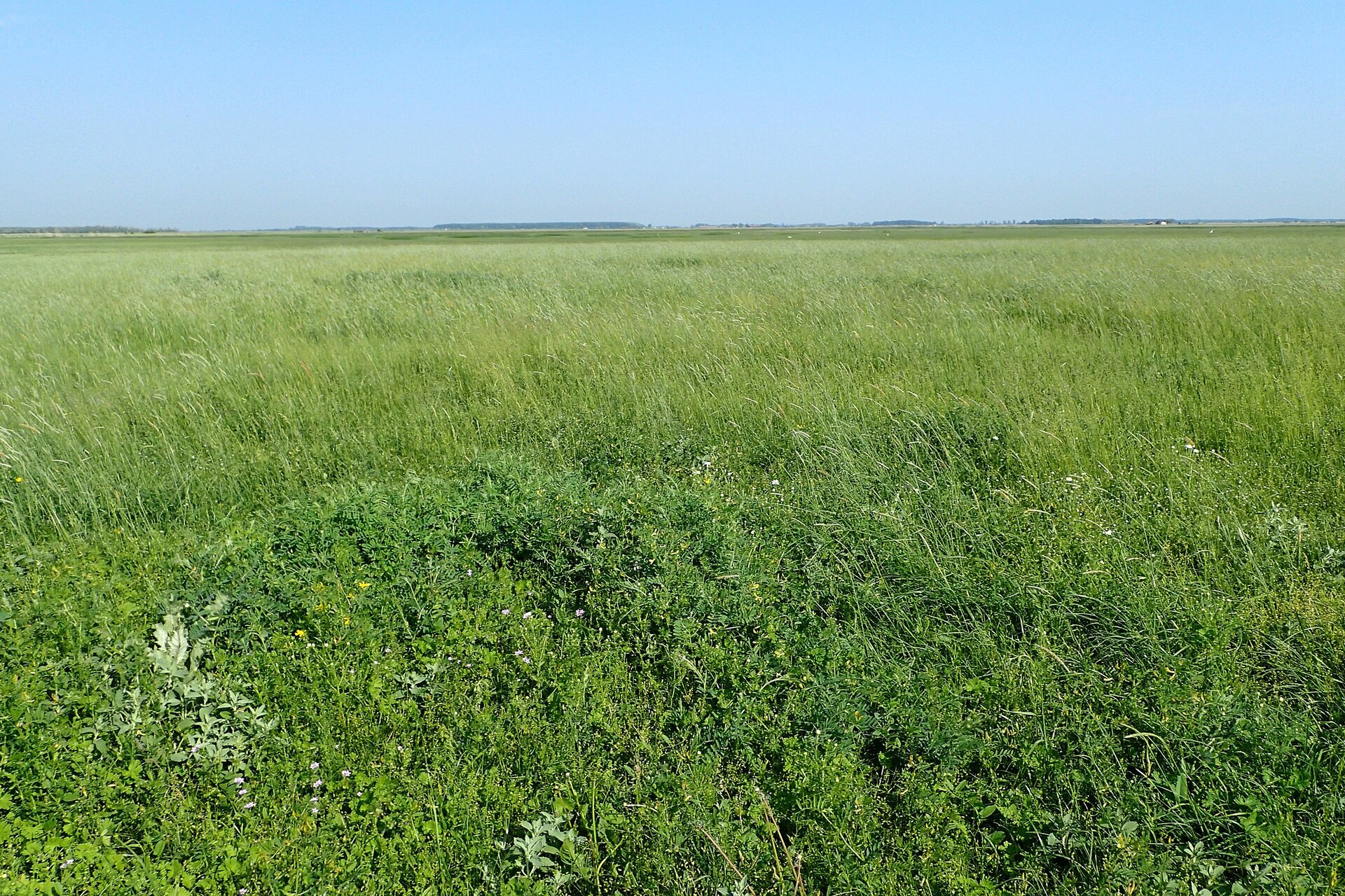 Fotografia przedstawiająca teren rozciągającej się po horyzont łąki.