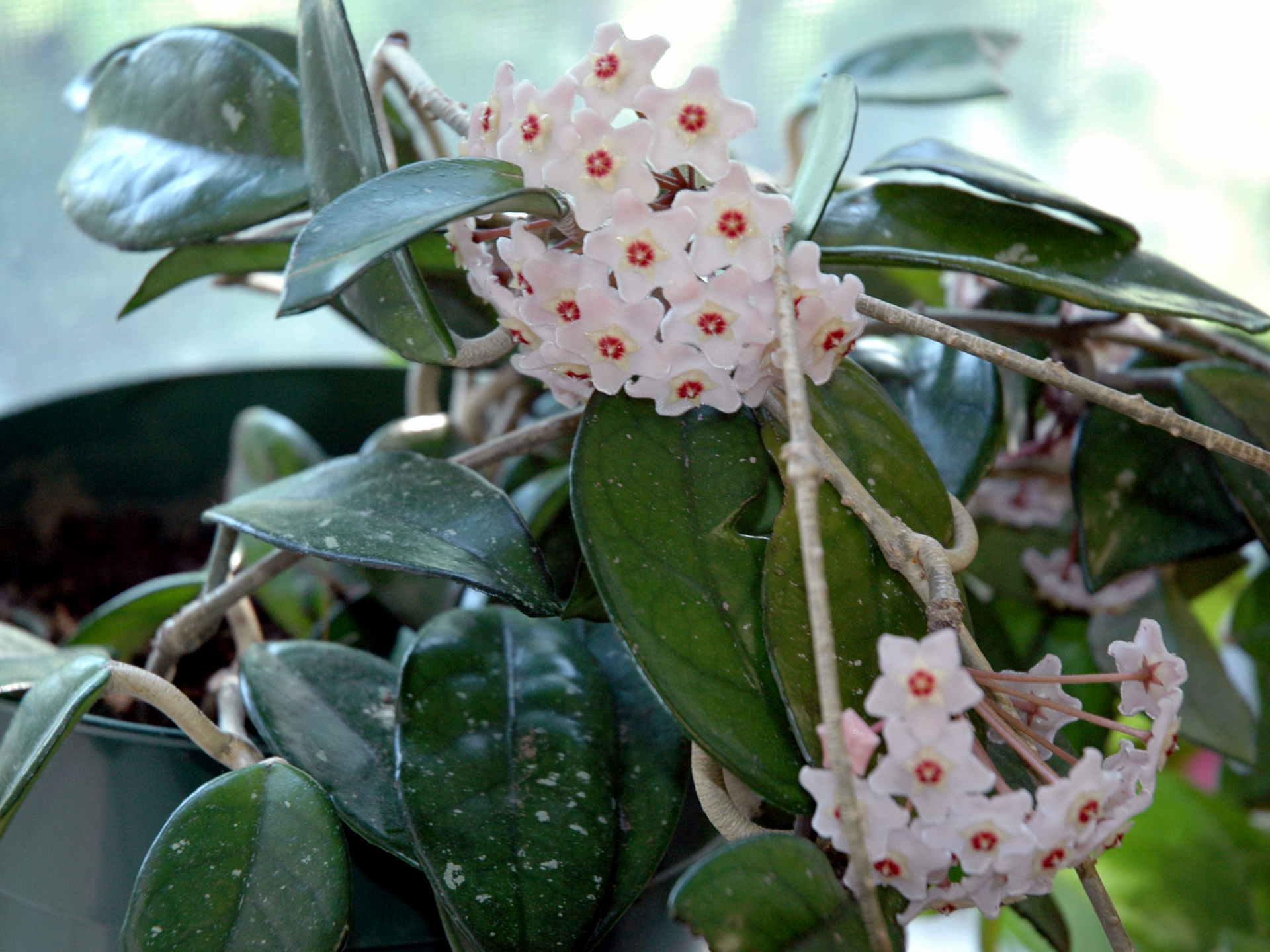 Fotografia barwna przedstawia białe kwiatostany hoi z czerwonymi środkami. Kwiat rośnie w zielonej doniczce.