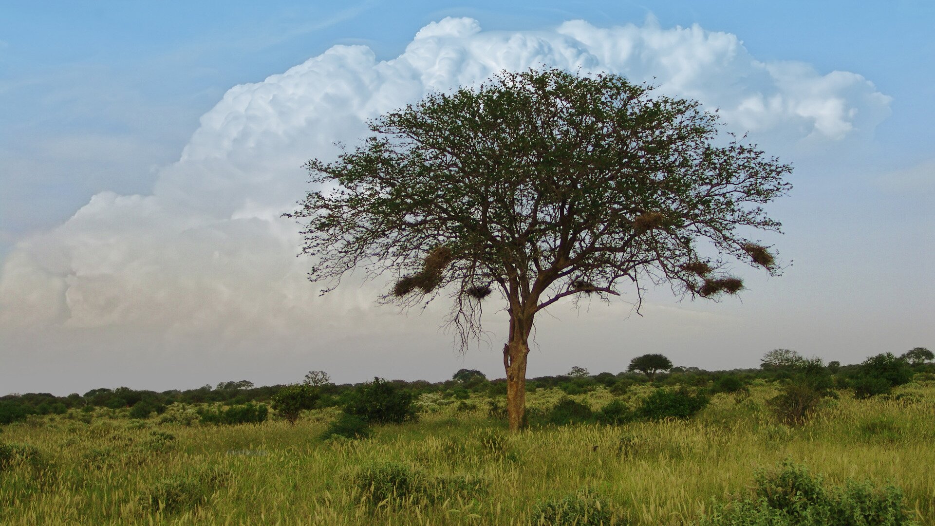 Fotografia przedstawia krajobraz sawanny w porze deszczowej. Trawy rosną bujnie, krzewy i drzewa mają ciemnozielone liście. Z gałęzi akacji w centrum zwisają gniazda ptaków w kształcie worków.