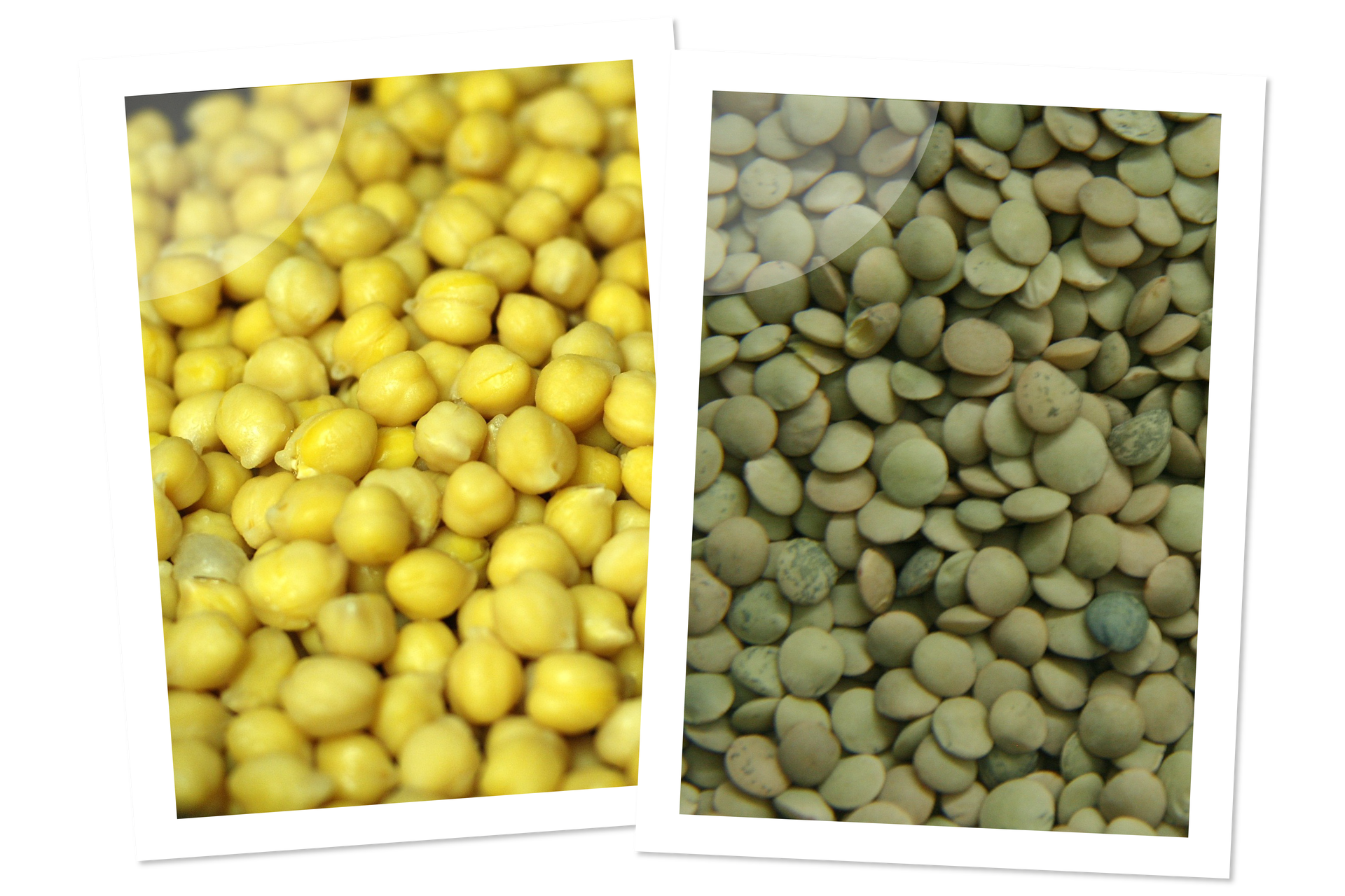 Grafika przestawia kolaż dwóch zdjęć. Na jednym widoczne są ziarna ciecierzycy, a na drugim ziarna soczewicy. 
