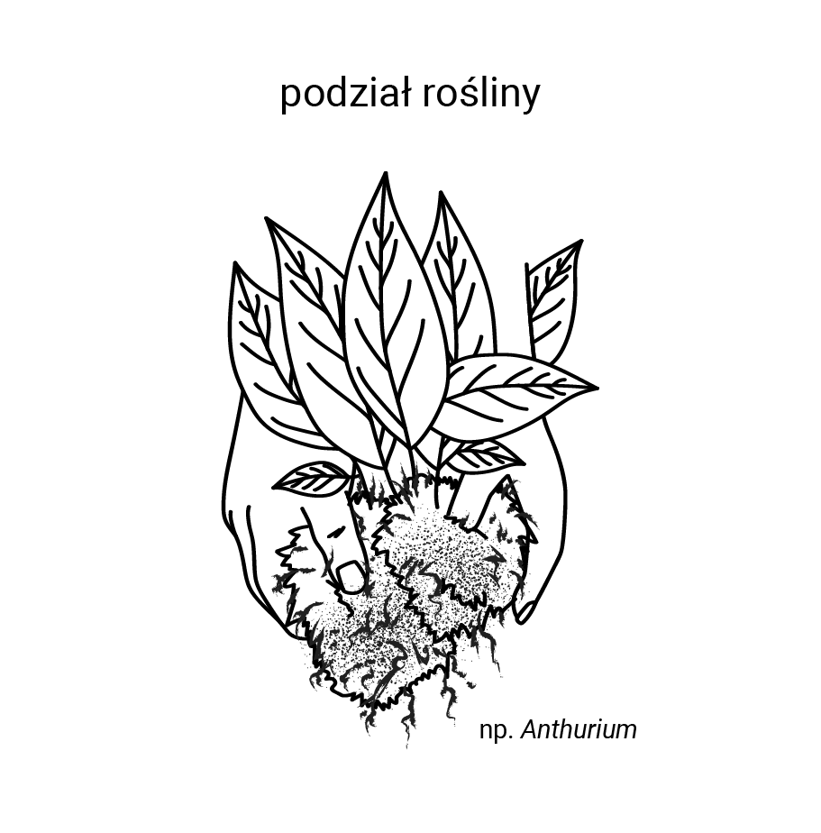 Grafika przedstawia podział rośliny. Widoczna jest sadzonka z liśćmi i korzeniami trzymana w dłoniach. 