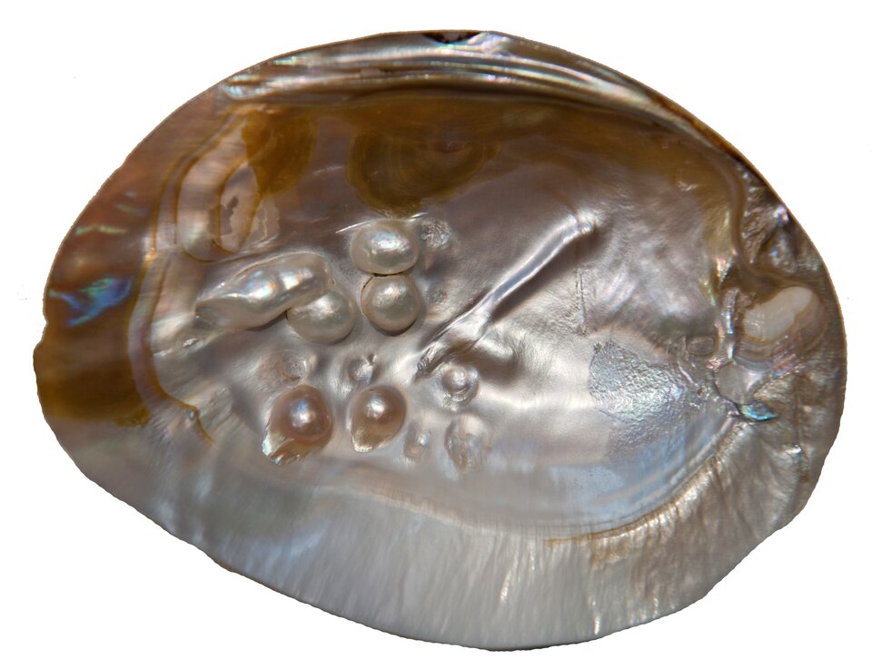 Ilustracja przedstawia wnętrze muszli. Znajdują się w niej kuliste kamienie. Są one zanurzone w masie perłowej. 