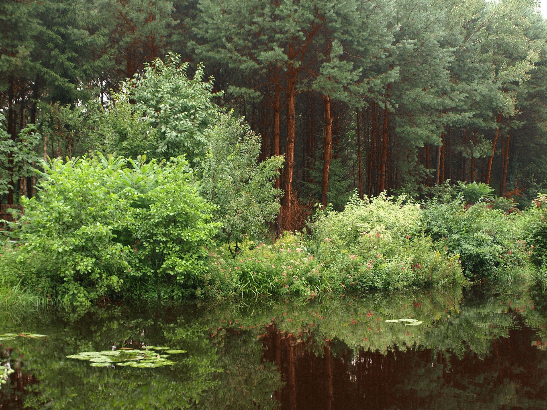 Zdjęcie przedstawia zbiornik wodny. Na pierwszym planie widoczne jest lustro wody, na którym pływają rośliny wodne. Na drugim planie widoczne są niskie, gęste krzewy, W tle wysokie drzewa iglaste.