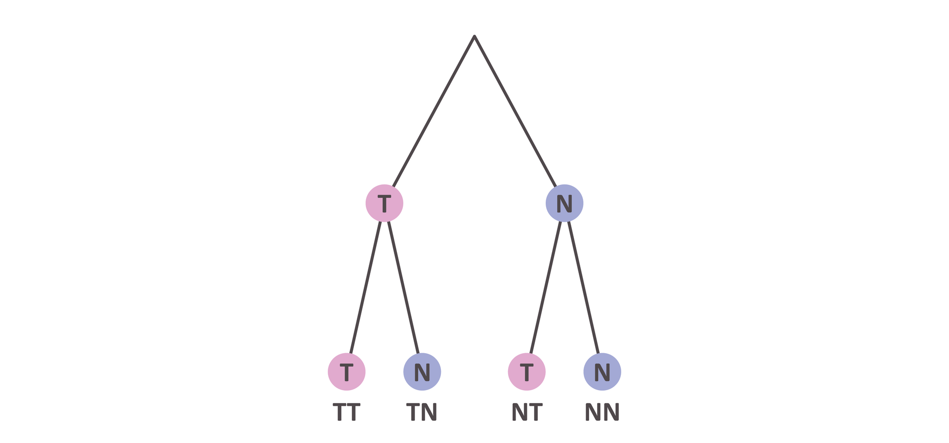 Ilustracja przedstawia drzewo decyzyjne. Na górze pojawiają się dwa zdarzenia T oraz N. Rozdzielają się na dwa osobne zdarzenia T i N. Powstają gałęzie TT, TN, NT oraz NN. 