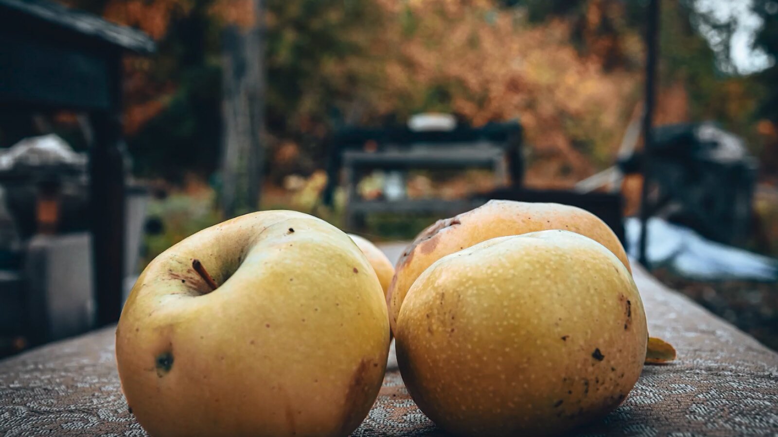 Oft sind Obst und Gemüse kurz vor Ladenschluss im Preis reduziert, damit sich doch noch Käufer finden, bevor die Ware im Müll landet. Versuch es mal!
Ilustracja przedstawia jabłka. Owoce charakteryzują się oznakami przejrzewania, takimi jak plamy na skórce i lekkie wgniecenia.