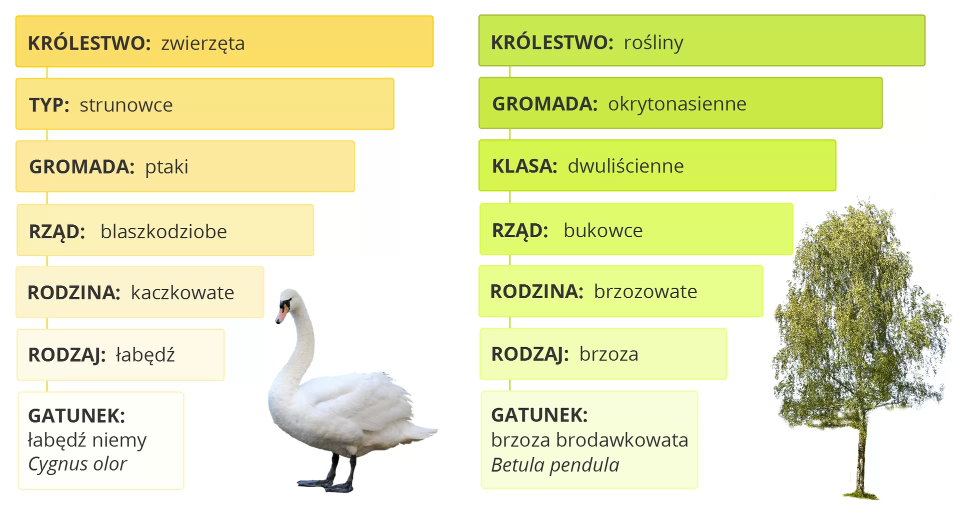 Grafika przedstawia hierarchiczny układ jednostek systematycznych zwierząt i roślin. Po lewej stronie opisano ptaka o białych piórach, natomiast po stronie prawej drzewo liściaste. Opis ptaka: Królestwo: zwierzęta; Typ: strunowce; Gromada: ptaki; rząd: blaszkodziobe; rodzina: kaczkowate; rodzaj: łabędź; Gatunek: łabędź niemy, Cygnus olor. Opis drzewa: Królestwo: rośliny; Gromada: okrytonasienne; klasa: dwuliścienne; rząd: bukowce; rodzina: brzozowate; rodzaj: brzoza; Gatunek: brzoza brodawkowata, Betula pendula.