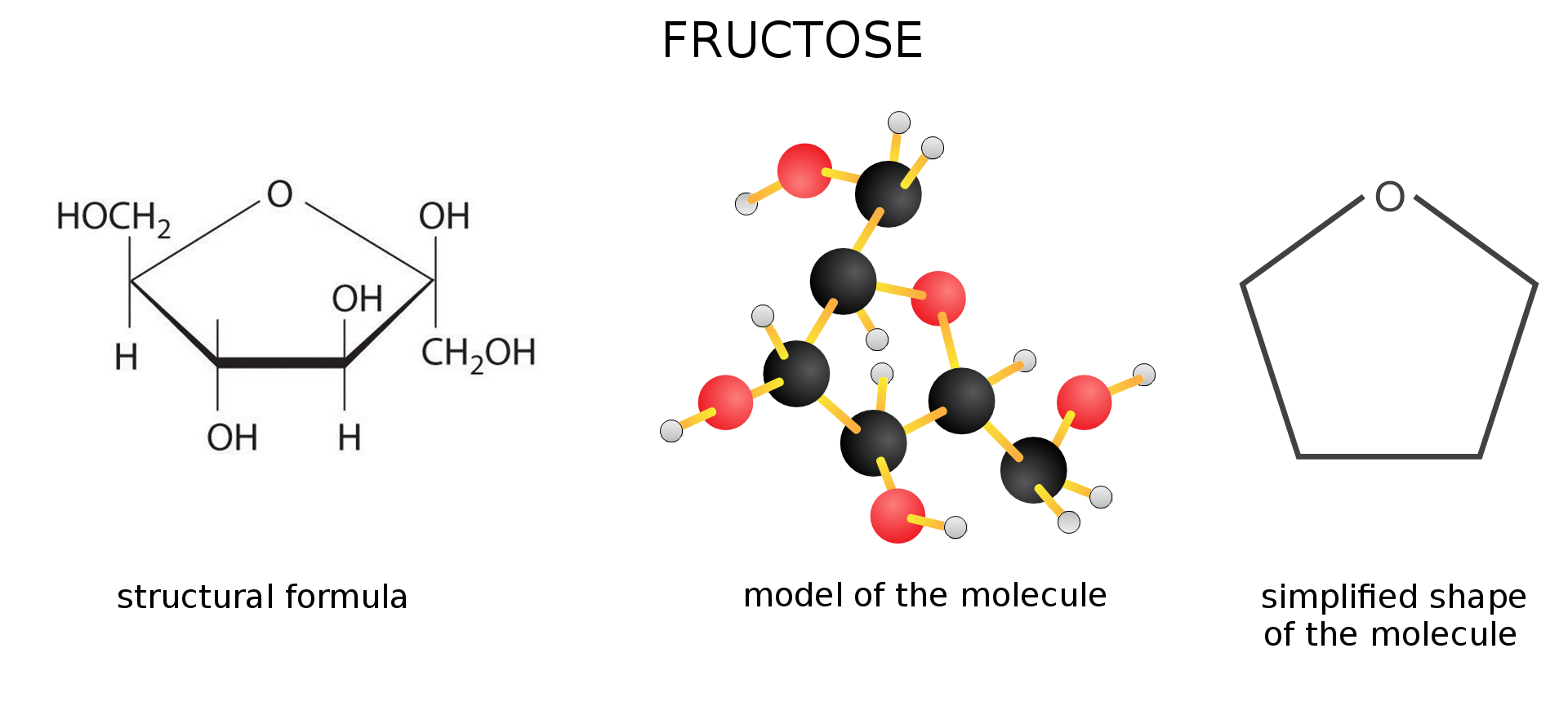 Grafika przedstawiająca a) wzór strukturalny fruktozy- structural formula of fructose; b) model cząsteczki fruktozy - fructose molecule model; c) uproszczony kształt cząsteczki glukozy - simplified shape of the fructose molecule. Model cząsteczki fruktozy składa się z 6 czarnych kulek reprezentujących atomy węgla, sześciu czerwonych nieco mniejszych od czarnych - atomy tlenu i najmniejszych - białych (dwanaście) - to atomy wodoru. cztery atomy węgla razem z jednym atomem tlenu tworzą pierścień pięcioczłonowy, dlatego uproszczony kształt cząsteczki glukozy to pięciokąt z wyróżnionym atomem tlenu.