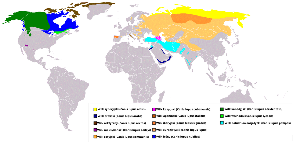 Mapa świata przedstawiająca zasięgi wybranych podgatunków wilka szarego. Tło kontynentów jest jasnoszare, a obszary występowania podgatunków zaznaczono kolorami zgodnie z legendą. W Ameryce Północnej widoczny jest rozległy zasięg wilka kanadyjskiego w kolorze ciemnozielonym. Obejmuje głównie Alaskę i zachodnią część kontynentu. Zaznaczono też wilka leśnego w kolorze niebieskim. Obejmuje dużą część Kanady. Wąski pas wilka wschodniego w jaskrawej zieleni pokazano w rejonie wschodniej Kanady i okolic Wielkich Jezior. W Arktyce, na północy Kanady i Grenlandii, zaznaczono wilka arktycznego kolorem brązowym. Niewielki punkt w rejonie północnego Meksyku lub południowego zachodu Stanów Zjednoczonych oznacza wilka meksykańskiego kolorem fioletowym. W Europie niewielkie plamy pokazują wilka iberyjskiego na Półwyspie Iberyjskim w kolorze pomarańczowym oraz wilka apenińskiego w Italii w kolorze ciemnopomarańczowym. Szeroki pas od Europy przez zachodnią i środkową Azję oznaczono jako zasięg wilka eurazjatyckiego w kolorze jasnopomarańczowym. Na obszarze Rosji wyróżniono dodatkowo wilka rosyjskiego w ciemniejszym odcieniu pomarańczowego oraz wilka syberyjskiego kolorem żółtym w dalekiej północnej części Azji. W rejonie Kaukazu i okolic Morza Kaspijskiego zaznaczono wilka kaspijskiego kolorem różowym. Na Bliskim Wschodzie i w Azji Południowej, między innymi w Iranie, Iraku, Pakistanie i części Indii, rozciąga się zasięg wilka południowoazjatyckiego w turkusie. Na Półwyspie Arabskim i jego obrzeżach widoczny jest wilk arabski w granatowym. Pozostałe obszary świata, w tym większość Afryki, Ameryka Południowa, Australia i znaczne części Azji Południowo‑Wschodniej, pozostają w kolorze jasnoszarym, co wskazuje brak zaznaczonych zasięgów tych podgatunków na mapie. Mapa występowania wilka na świecie znajdująca się na ilustracji stanowi przykład wykorzystania metody zasięgu do prezentacji na mapie obszaru występowania danego zjawiska. Stosuje się w tym celu zazwyczaj linie zasięgu ograniczające dany, wypełniony kolorem teren. Metodę zasięgów stosuje się właśnie najczęściej do wyznaczania obszarów występowania poszczególnych gatunków roślin i zwierząt. Z mapy wynika, że wilki na świecie występują głównie w północnej części Ameryki Północnej, w Azji północnej, zachodniej i centralnej oraz we wschodniej i północnej Europie. 