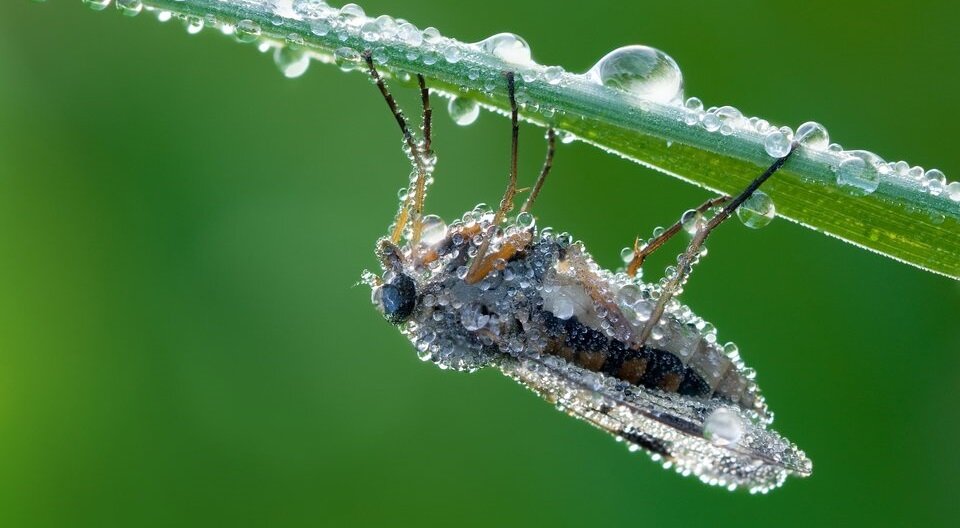 Ilustracja przedstawia owada na zielonej łodyżce. Pokryci są kroplami wody. 