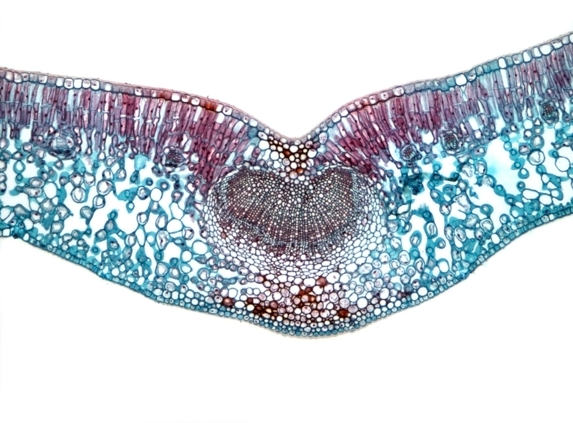 Ilustracja przedstawia obraz mikroskopowy przekroju poprzecznego przez liść. Po obydwu stronach przekroju najbardziej zewnętrzną warstwę tworzą płaskie, ściśle przylegające do siebie komórki. W górnej części przekroju poniżej wspomnianej warstwy znajdują się podłużne, wybarwione na różowo komórki ustawione prostopadle do poprzedniej warstwy. W centralnej części przekroju znajduje się skupisko bardzo małych komórek tworzące okrąg. Pod i nad nimi znajdują się wybarwione na czerwono komórki o grubych ścianach. Resztę przekroju wypełniają duże, owalne, luźno ułożone komórki zabarwione na niebieskawo.