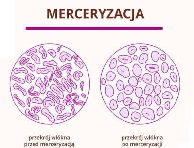 Grafika przedstawia przekrój włókna celulozowego przed i po merceryzacji. Przed merceryzacją włókna są cieńsze i nieregularnie rozłożone. Po merceryzacji włókna są grubsze i bardziej regularnie rozłożone. 