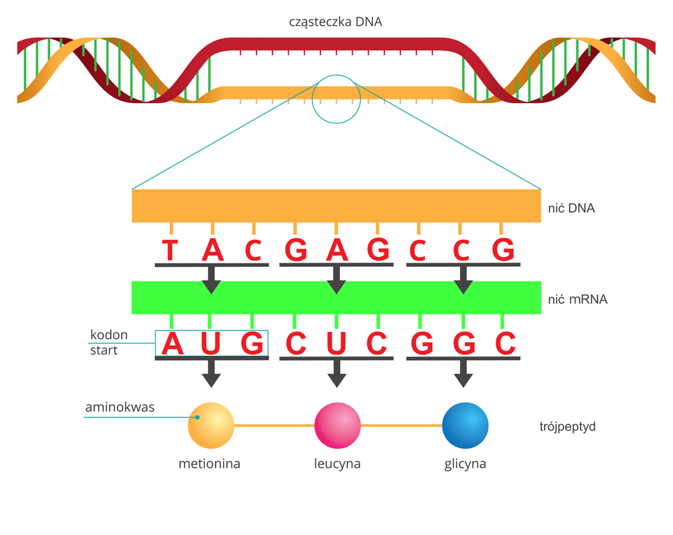 Ilustracja przedstawia schematycznie syntezę trójpeptydu na podstawie DNA. U góry znajduje się podwójna nić DNA, u góry czerwona, niżej żółta. Fragmenty nici są częściowo rozplecione. Fragment tej nici został powiększony niżej. Powiększony fragment żółtej nici przypomina długi żółty, poziomy prostokąt z odchodzącymi od niego prostopadle w dół, w równych odstępach, kreseczkami. Te kreseczki łączą się z literami oznaczającymi nukleotydy. Pierwsza od lewej trójka nukleotydów to TAC, następna to GAG i CCG. Od trójek biegną strzałki do znajdującej się niżej nici mRNA (oznaczonej kolorem zielonym). Sekwencja DNA jest przepisywana na mRNA. Kodony znajdujące się na nici mRNA to kolejno, od lewej: AUG (kodon start), CUC, GGC. Od kodonów tych biegną strzałki do widocznych niżej nazw aminokwasów. Są to kolejno, od lewej: metionina, leucyna, glicyna. Połączone ze sobą aminokwasy tworzą trójpeptyd.