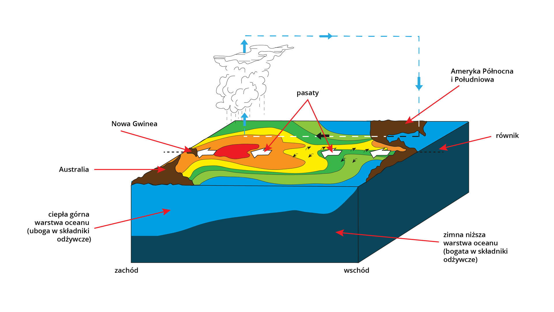 Schemat przedstawia normalne warunki w Oscylacji Południowej. Na schemacie przedstawiono przekrój przez ocean i płytę kontynentu. Po wschodniej stronie znajdują się Ameryki Północna i Południowa. Po zachodniej Nowa Gwinea i Australia. Na wysokości równika pokazane są pasaty wiejące w kierunku od Ameryki Południowej i Północnej do Nowej Gwinei i Australii. W pobliżu Nowej Gwinei następuje unoszenie się pary wodnej znad oceanu ku górze, a następnie skraplanie części wody. Pozostała część pary wodnej wędruje w kierunku Ameryki Północnej i Południowej. W zimnej, niższej warstwie oceanu znajdują się bogate składniki odżywcze. W ciepłej, górnej warstwie są ubogie składniki odżywcze. Zimne warstwy oceanu na schemacie umiejscowione są w pobliżu Ameryki Północnej i Południowej. Ciepłe w pobliżu Nowej Gwinei i Australii.