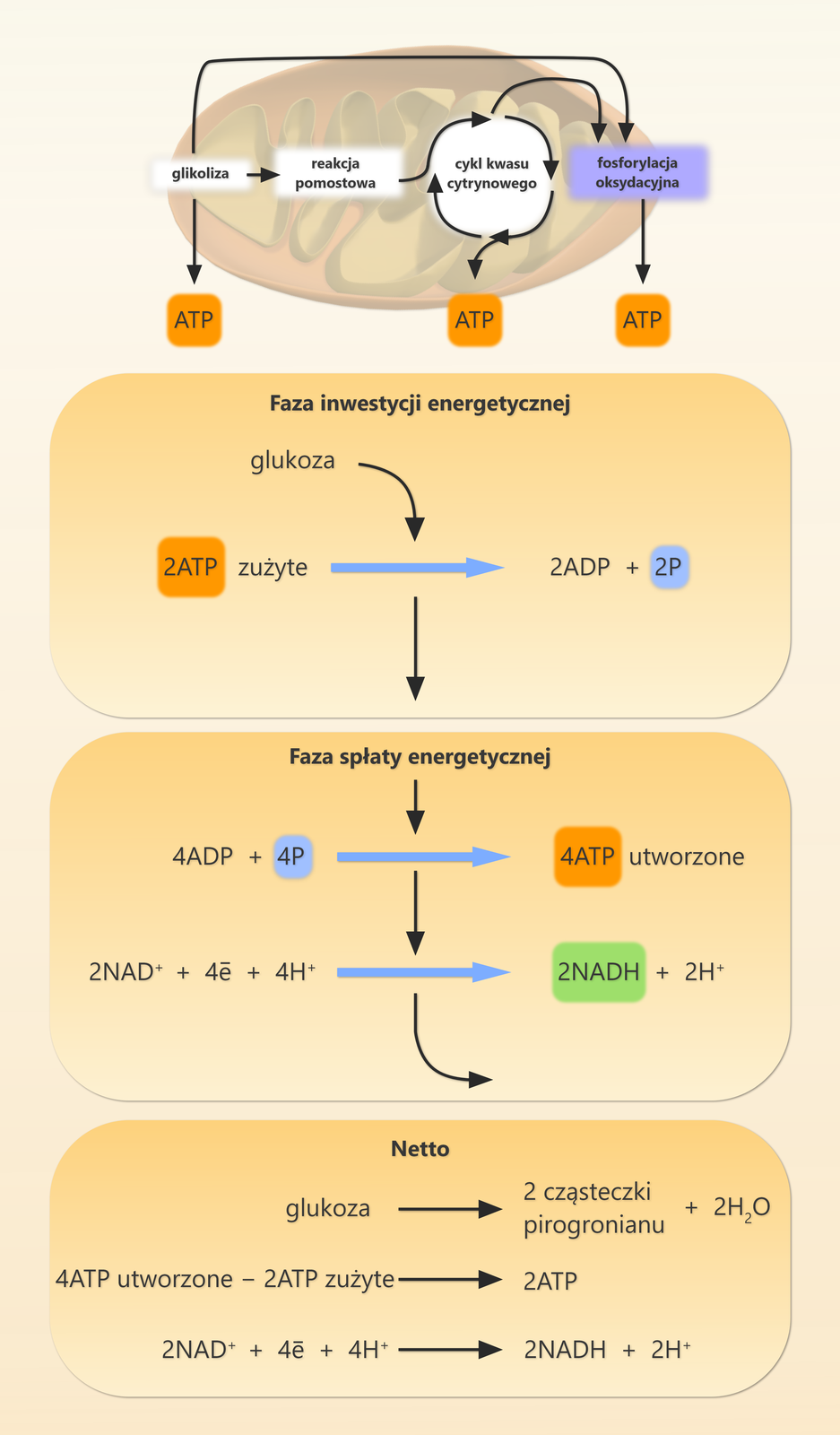 Podczas pierwszych reakcji glikolizy zużywane są dwie cząsteczki ATP, co można nazwać fazą inwestycji energetycznej. Inwestycja ta zwraca się w kolejnych reakcjach, ponieważ w wyniku fosforylacji substratowych powstają cztery cząsteczki ATP. Jednocześnie pochodzące z utleniania glukozy elektrony są przenoszone na NAD+, ulegające redukcji do NADH. Powstałe w ten sposób zredukowane formy uniwersalnych przenośników elektronów i protonów mogą w warunkach tlenowych być transportowane do mitochondrium, gdzie ulegają utlenieniu z wykorzystaniem łańcucha oddechowego. Jeśli komórka nie jest zdolna do oddychania tlenowego, to powstałe w wyniku glikolizy NADH i H+ są zużywane do redukcji pirogronianu podczas fermentacji.