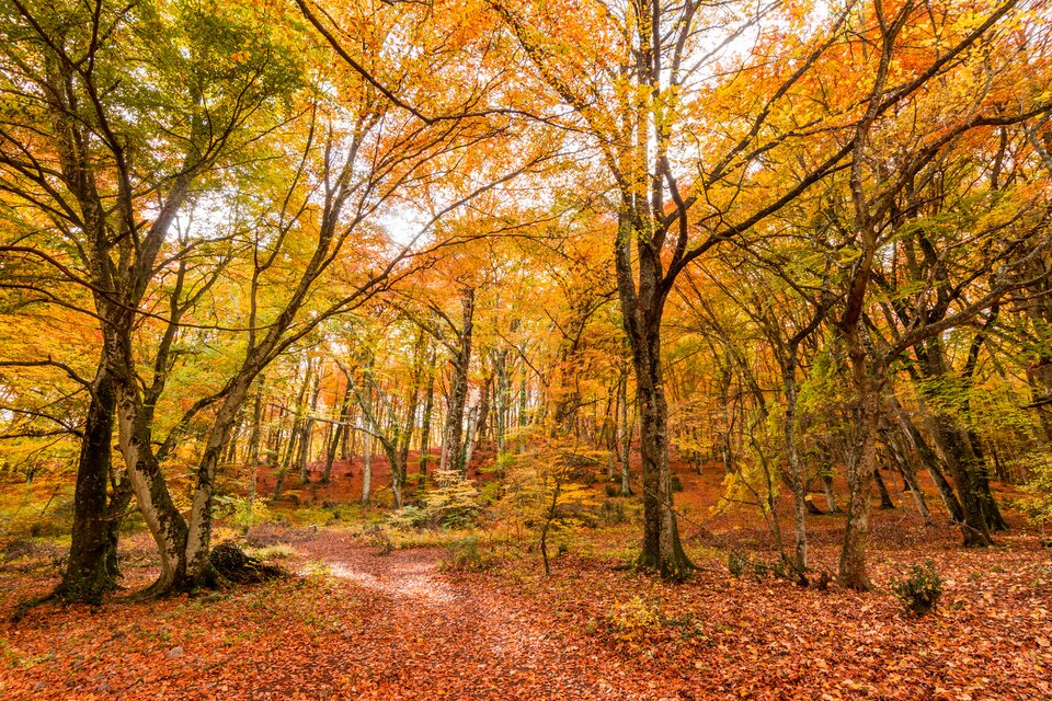 Zdjęcie przedstawia jesienny las z drzewami o liściach w odcieniach żółci, pomarańczu i czerwieni; ziemia pokryta opadłymi liśćmi.
