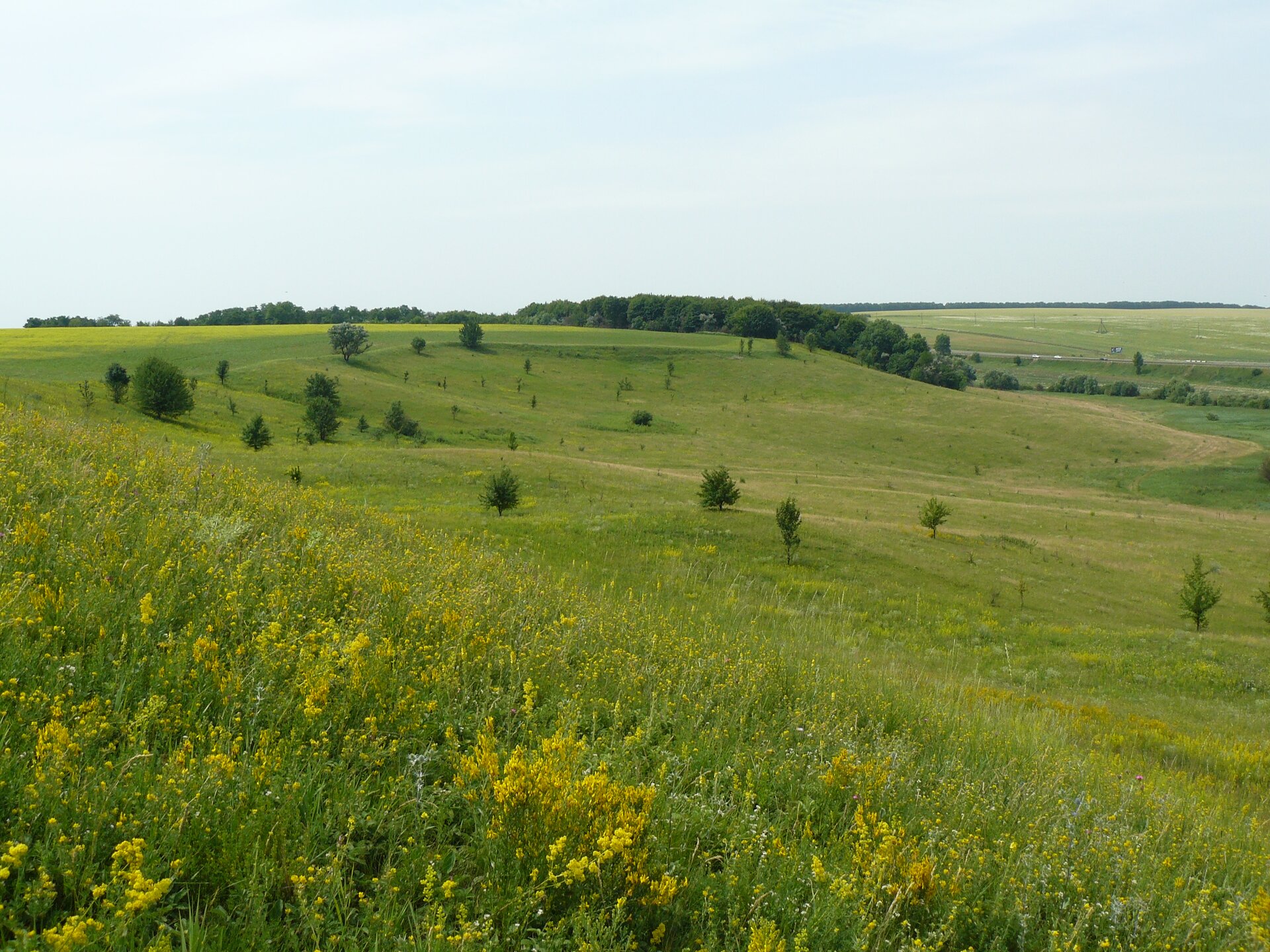 Na zdjęciu widać nizinny teren porośnięty zieloną, łąkową roślinnością i drobnymi, żółtymi kwiatami. Gdzieniegdzie rośnie drzewo, na horyzoncie widać większe skupisko drzew. Dzień jest jasny.