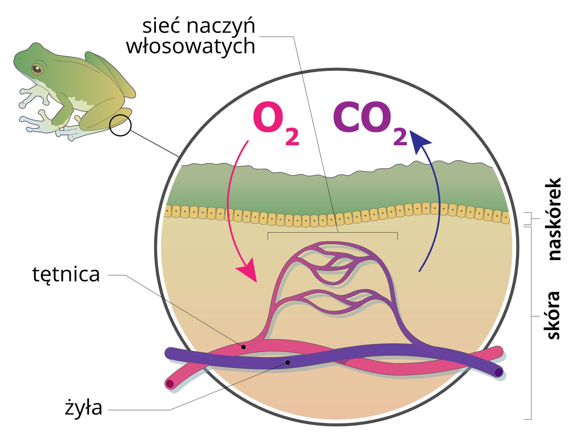 Ilustracja przedstawia w powiększeniu przekrój przez skórę płaza. Z lewej u góry sylwetka zielonoszarej rzekotki drzewnej i znajdujące się na jej odnóżu oznaczenie miejsca powiększenia. W kółku pod zieloną warstwą wskazane żółte, kropkowane komórki naskórka. Pod nimi w bladoróżowej skórze wrysowane faliste rurki, obrazujące naczynia krwionośne: różowa tętnica i niebieska żyła. Łączą się one siatką naczyń włosowatych. Strzałka różowa z napisem O dwa pokazuje wnikanie tlenu przez skórę do naczyń włosowatych. Strzałka niebieska i napis CO dwa ilustruje usuwanie dwutlenku węgla przez skórę płaza.