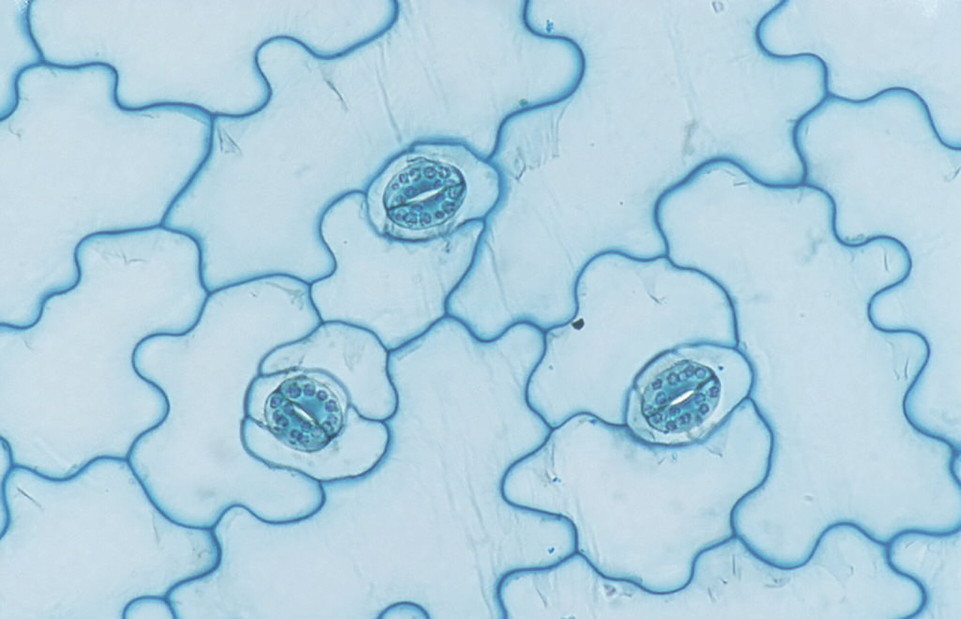 Fotografia mikroskopowa przedstawia komórki o falistych brzegach, z dolnej skórki liścia. Między nimi znajdują się owalne aparaty szparkowe. Każdy składa się z dwóch połączonych końcami, pałeczkowatych komórek z ziarnistościami.