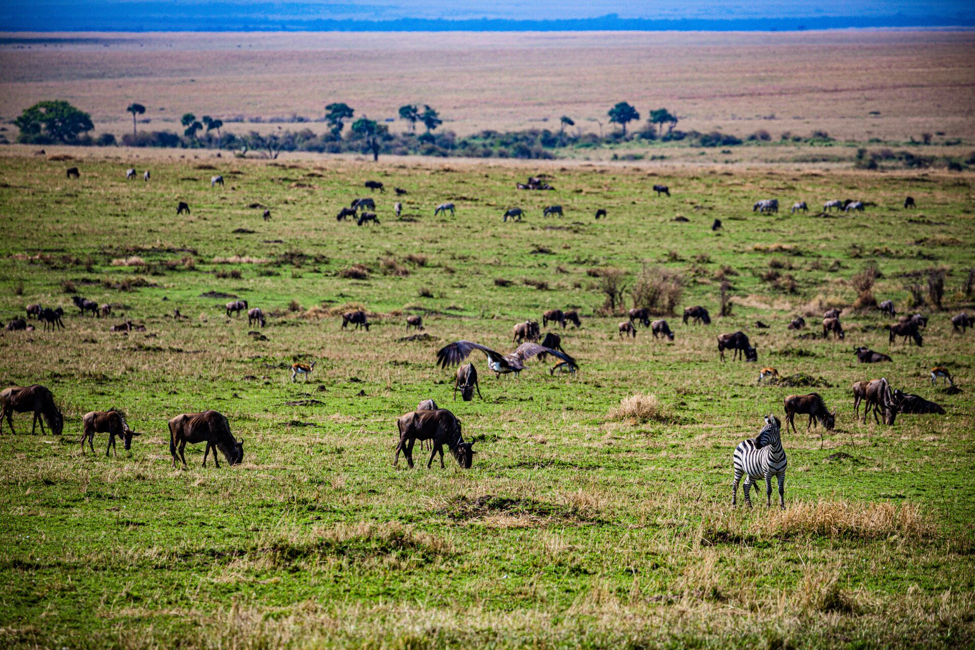 Zdjęcie przedstawia step porośnięty trawą. Widać na nim zwierzęta kopytne, na przykład zebry czy gnu.