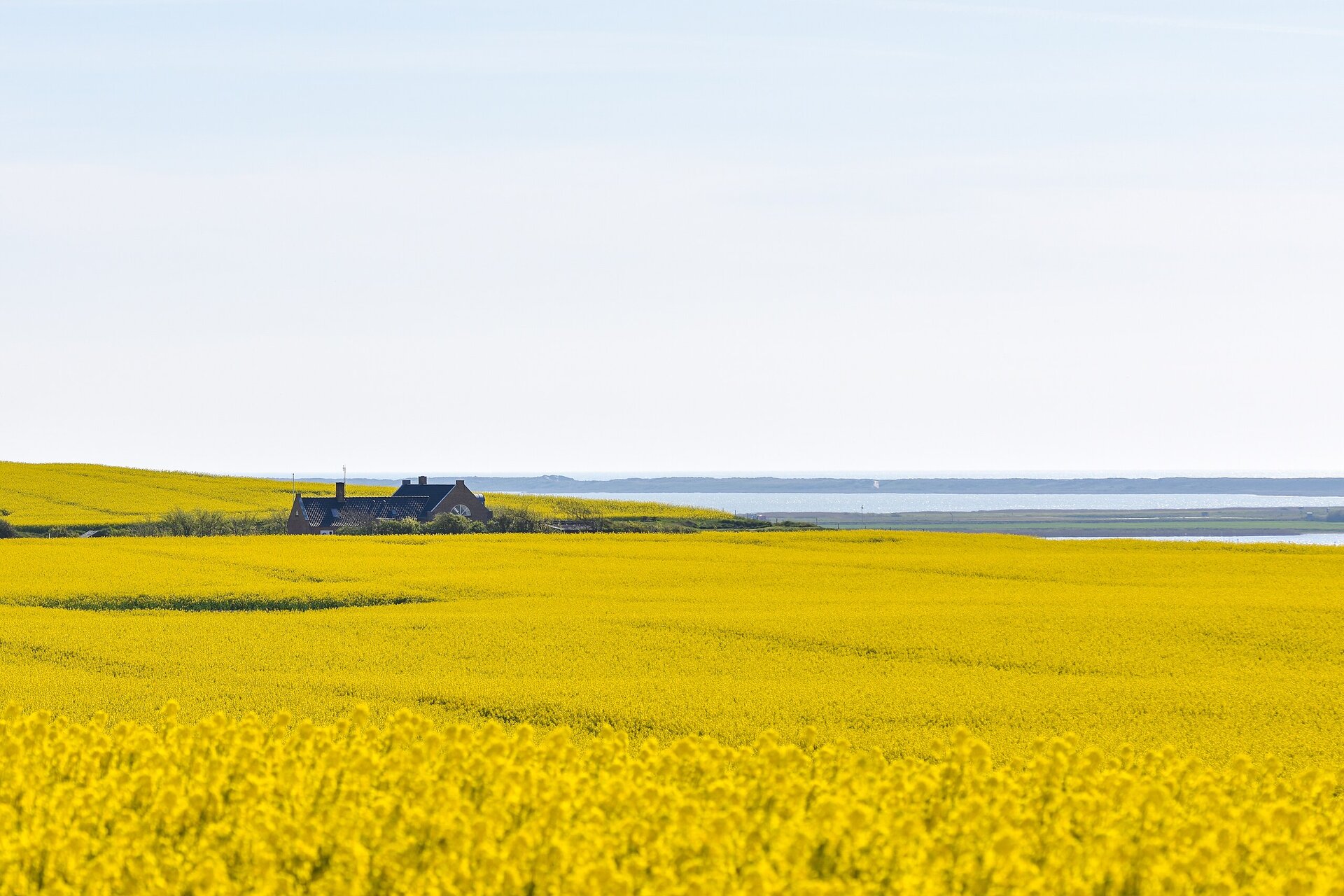 Fotografia przedstawia rozległy, płaski teren, na którym znajduje się ogromne pole jasnożółtego rzepaku.